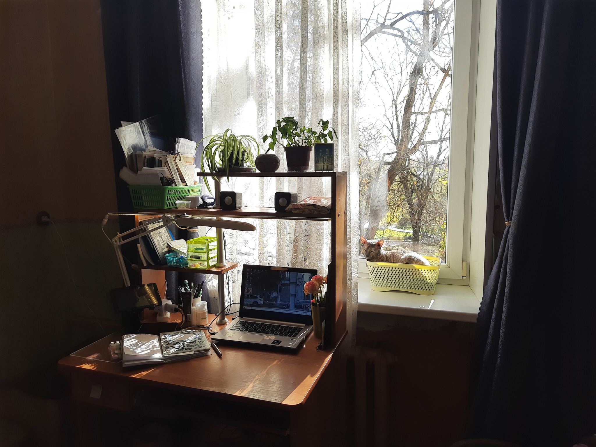 Most comfortable workplace - My, Life stories, Работа мечты, Workplace, Remote work, cat