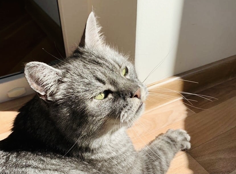 We want to share with you the home story of our graduate - Sultan! - cat, House, Animal shelter, Help, Happiness, No rating, Longpost, Saint Petersburg