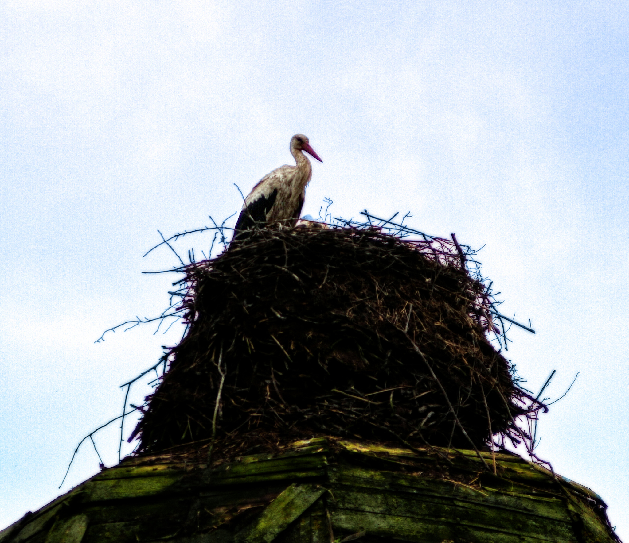 ancient church - My, Church, Stork, Nature, Time