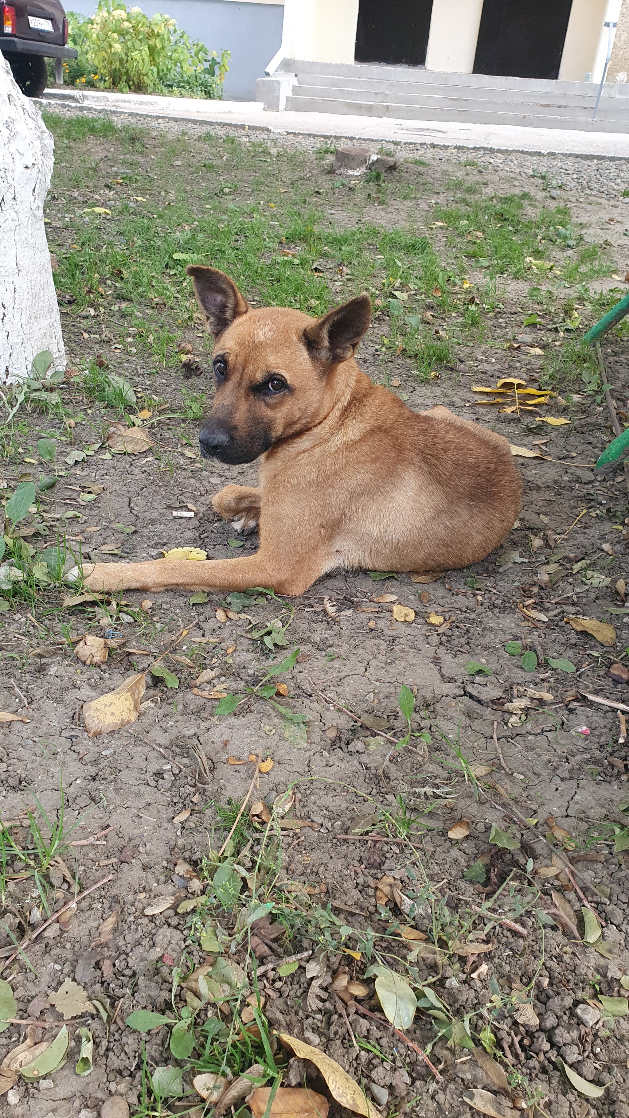 Homeless dog, Solnechnodolsk. - My, Homeless animals, No rating, Solnechnodolsk, Abundant, Longpost, In good hands, Dog