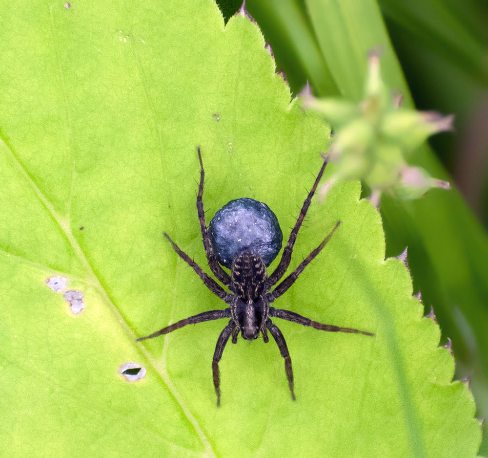 Many legs and wings - My, Insects, Arthropods, Spider, Муха, Butterfly, Nature, The nature of Russia, Schelkovo, , Photo hunting, Walk, Hobby, Moscow region, Longpost