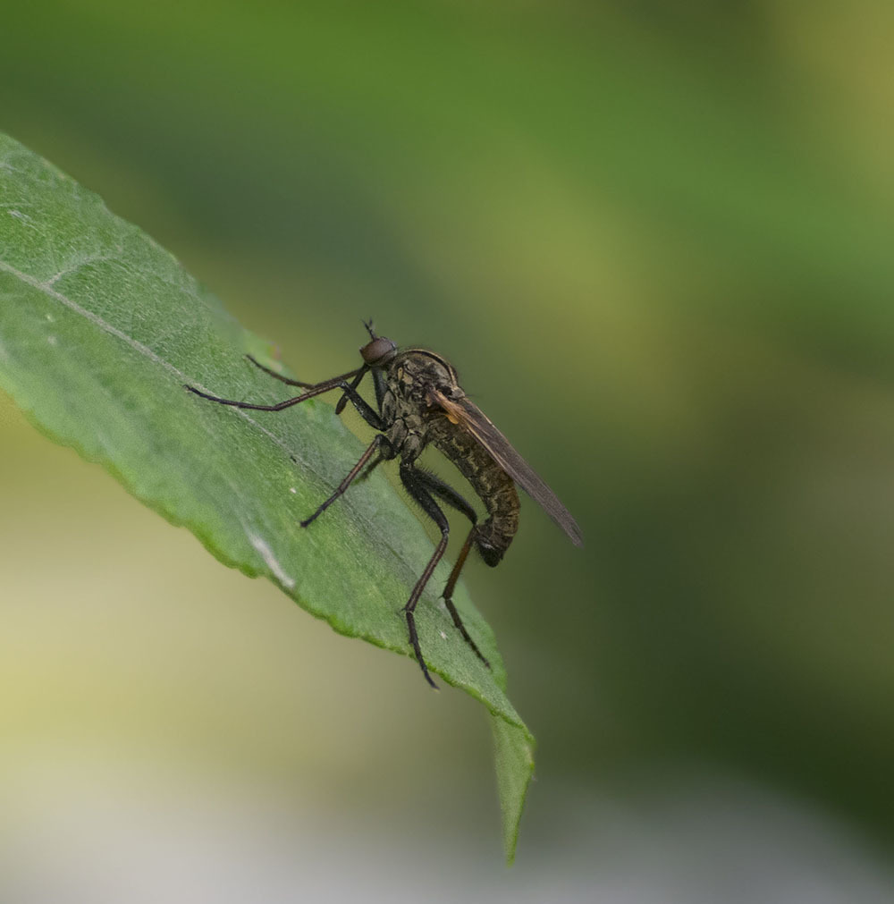 Many legs and wings - My, Insects, Arthropods, Spider, Муха, Butterfly, Nature, The nature of Russia, Schelkovo, , Photo hunting, Walk, Hobby, Moscow region, Longpost