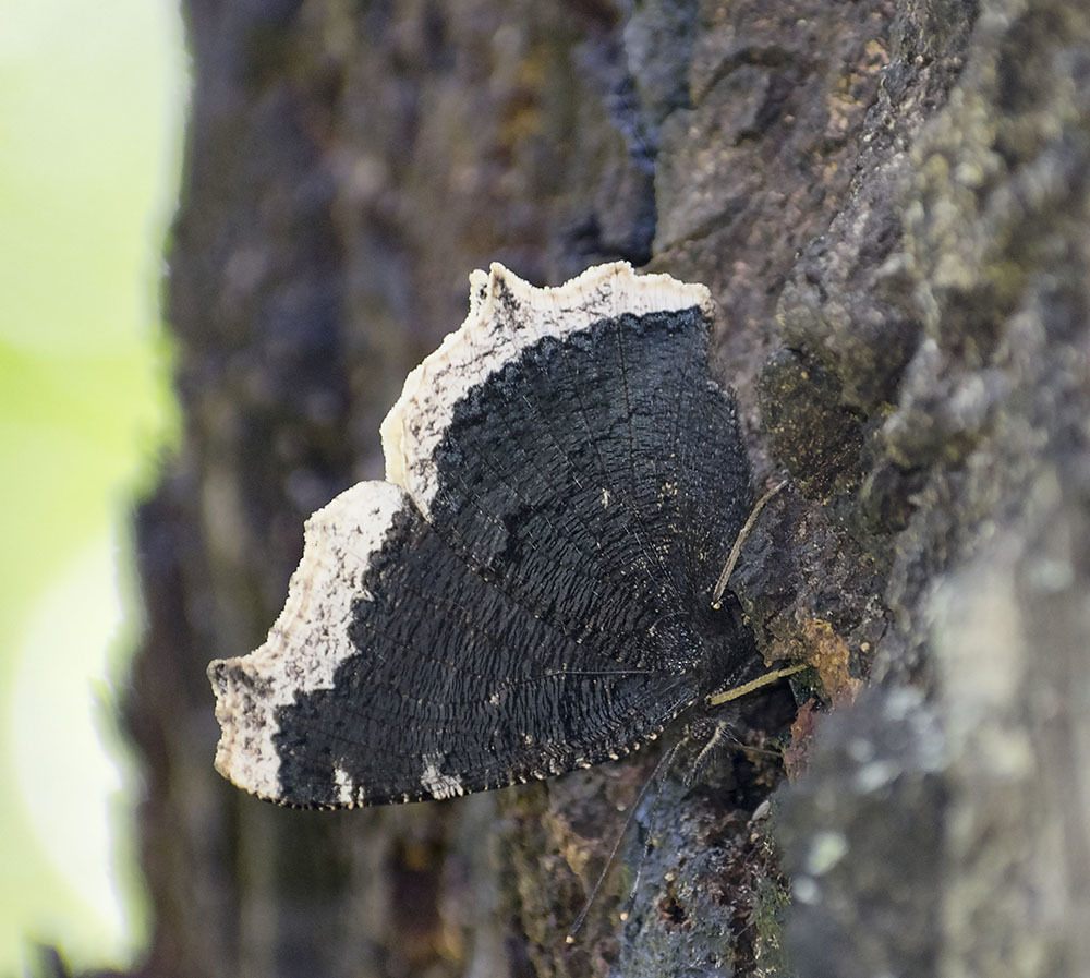 Many legs and wings - My, Insects, Arthropods, Spider, Муха, Butterfly, Nature, The nature of Russia, Schelkovo, , Photo hunting, Walk, Hobby, Moscow region, Longpost