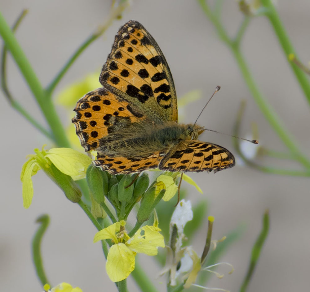 Many legs and wings - My, Insects, Arthropods, Spider, Муха, Butterfly, Nature, The nature of Russia, Schelkovo, , Photo hunting, Walk, Hobby, Moscow region, Longpost