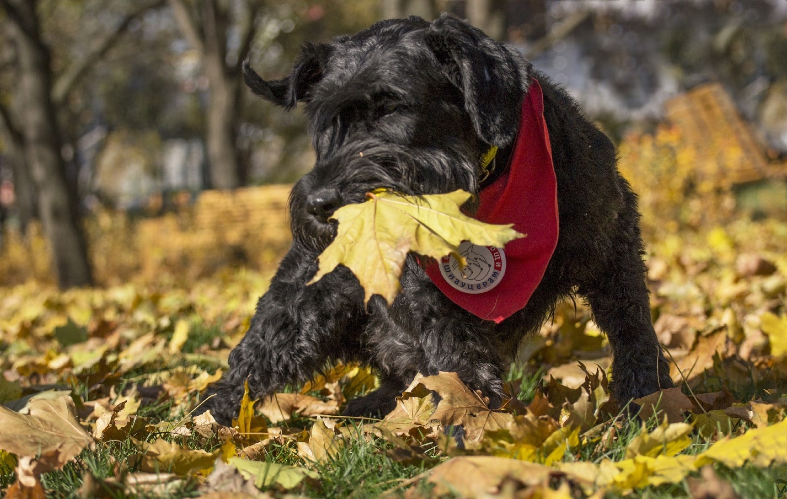 Giant Schnauzer Brill - Giant schnauzer, Schnauzers, Dog, Moscow, Pets, In good hands, Longpost, No rating