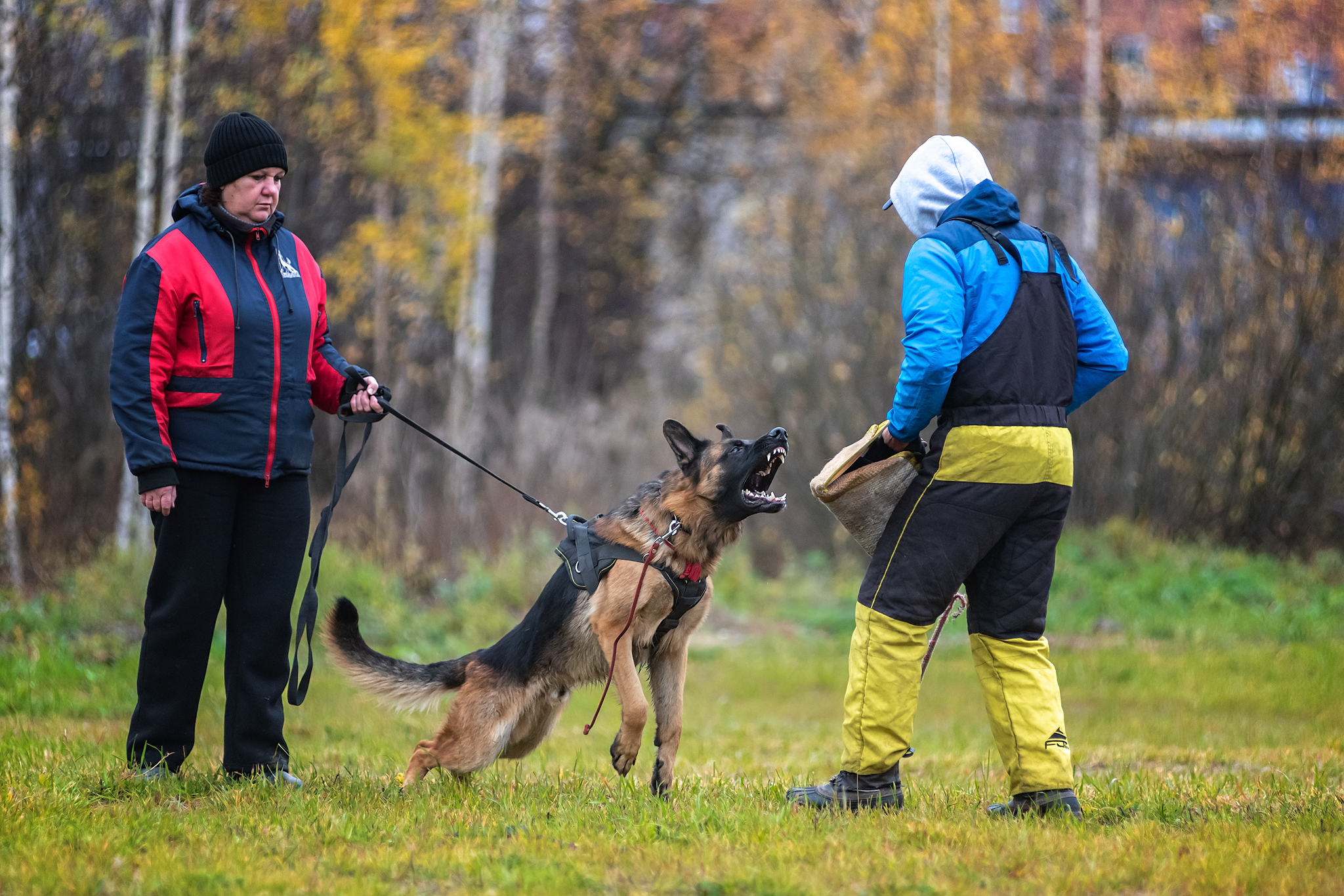 Training )) - My, ZKS, Dog, Autumn, The photo, Tutaev, Nikon D750, Longpost