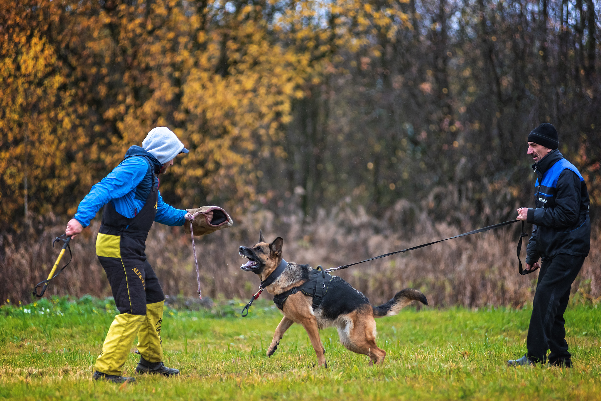 Training )) - My, ZKS, Dog, Autumn, The photo, Tutaev, Nikon D750, Longpost