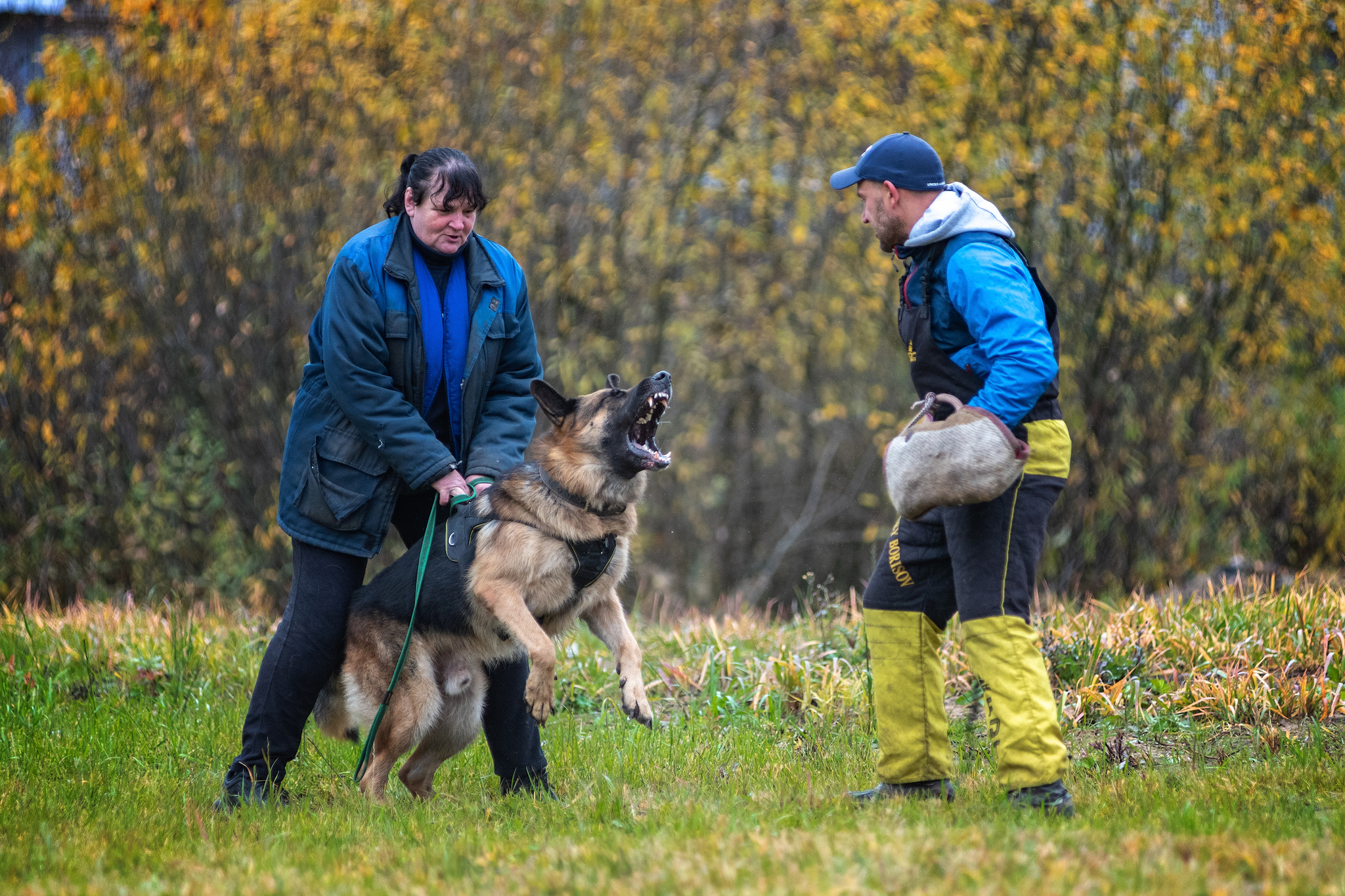 Training )) - My, ZKS, Dog, Autumn, The photo, Tutaev, Nikon D750, Longpost