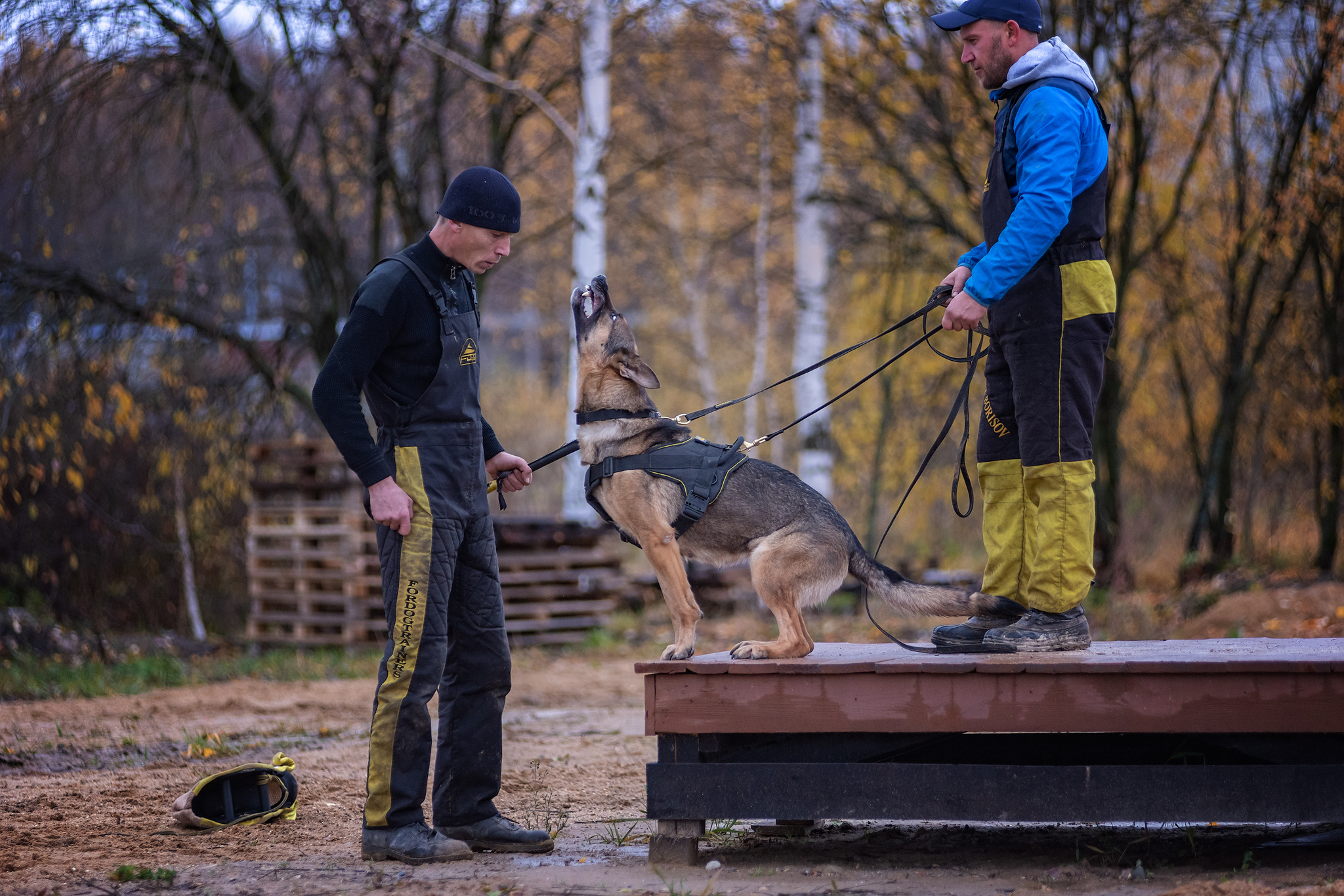 Training )) - My, ZKS, Dog, Autumn, The photo, Tutaev, Nikon D750, Longpost