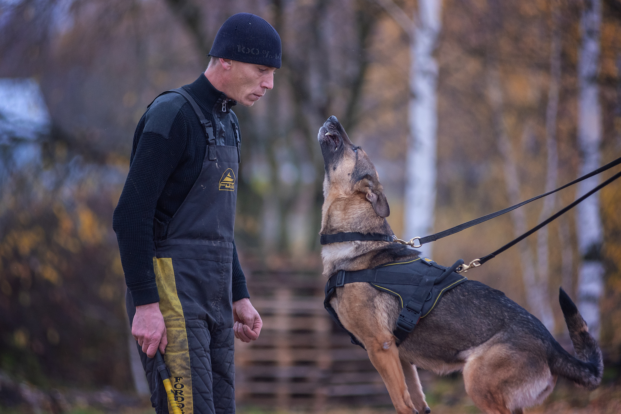 Training )) - My, ZKS, Dog, Autumn, The photo, Tutaev, Nikon D750, Longpost