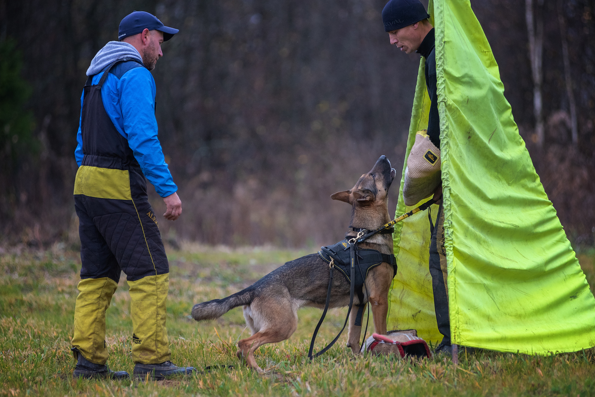 Training )) - My, ZKS, Dog, Autumn, The photo, Tutaev, Nikon D750, Longpost