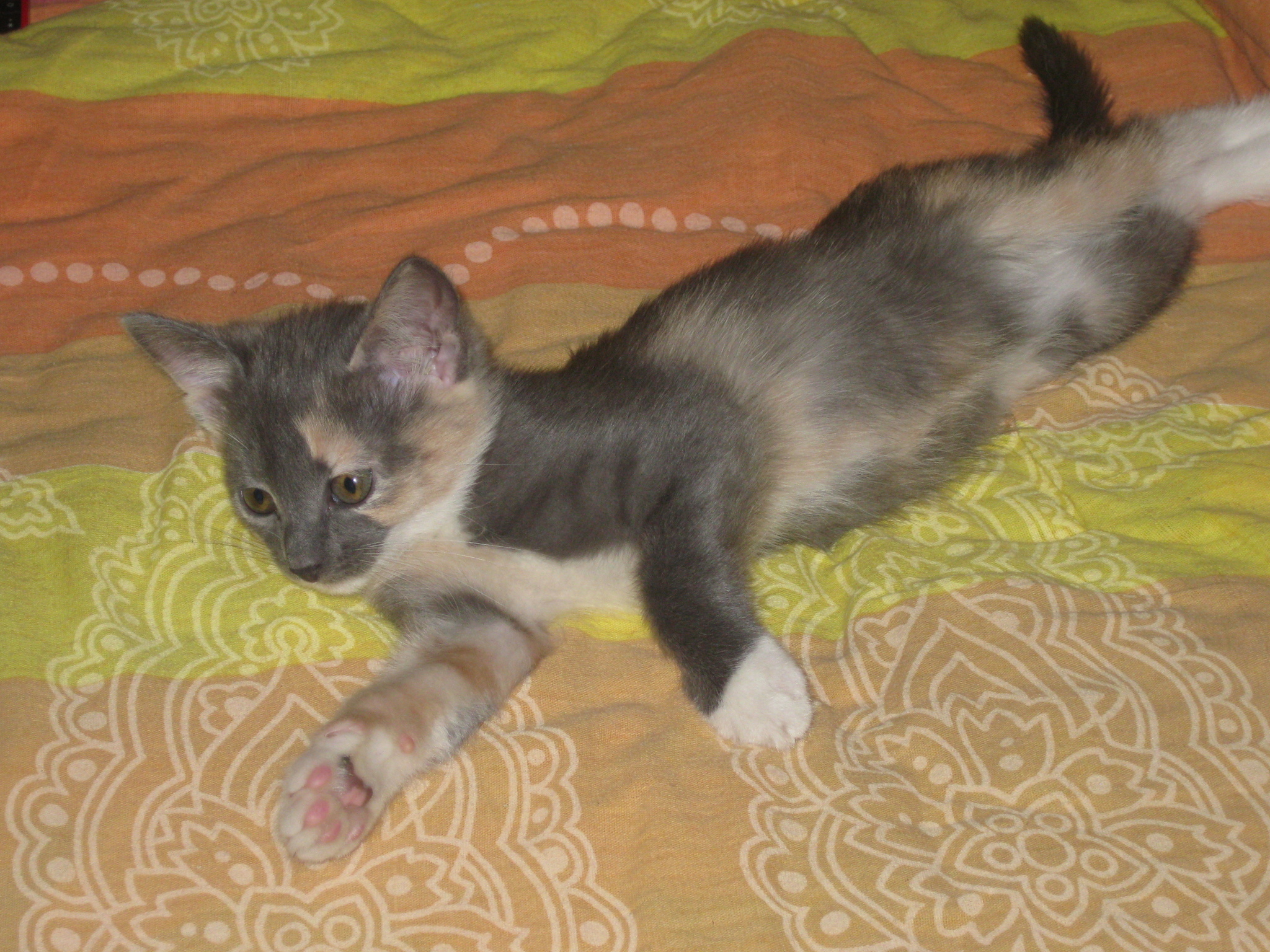 Musya. - My, Tricolor cat, Milota, cat