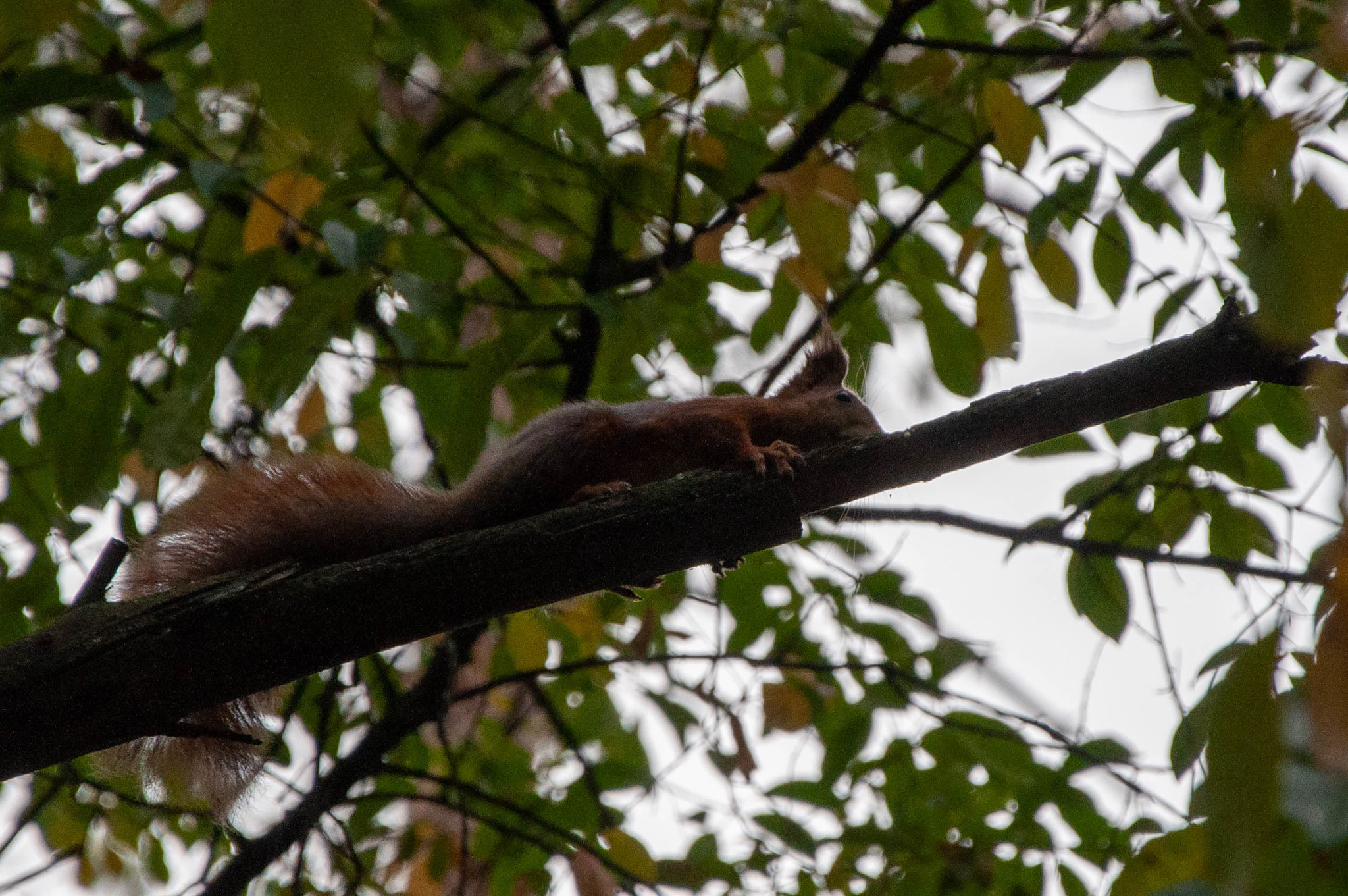 Protein in your feed - My, Squirrel, The park, Longpost, The photo, PHOTOSESSION, Nature