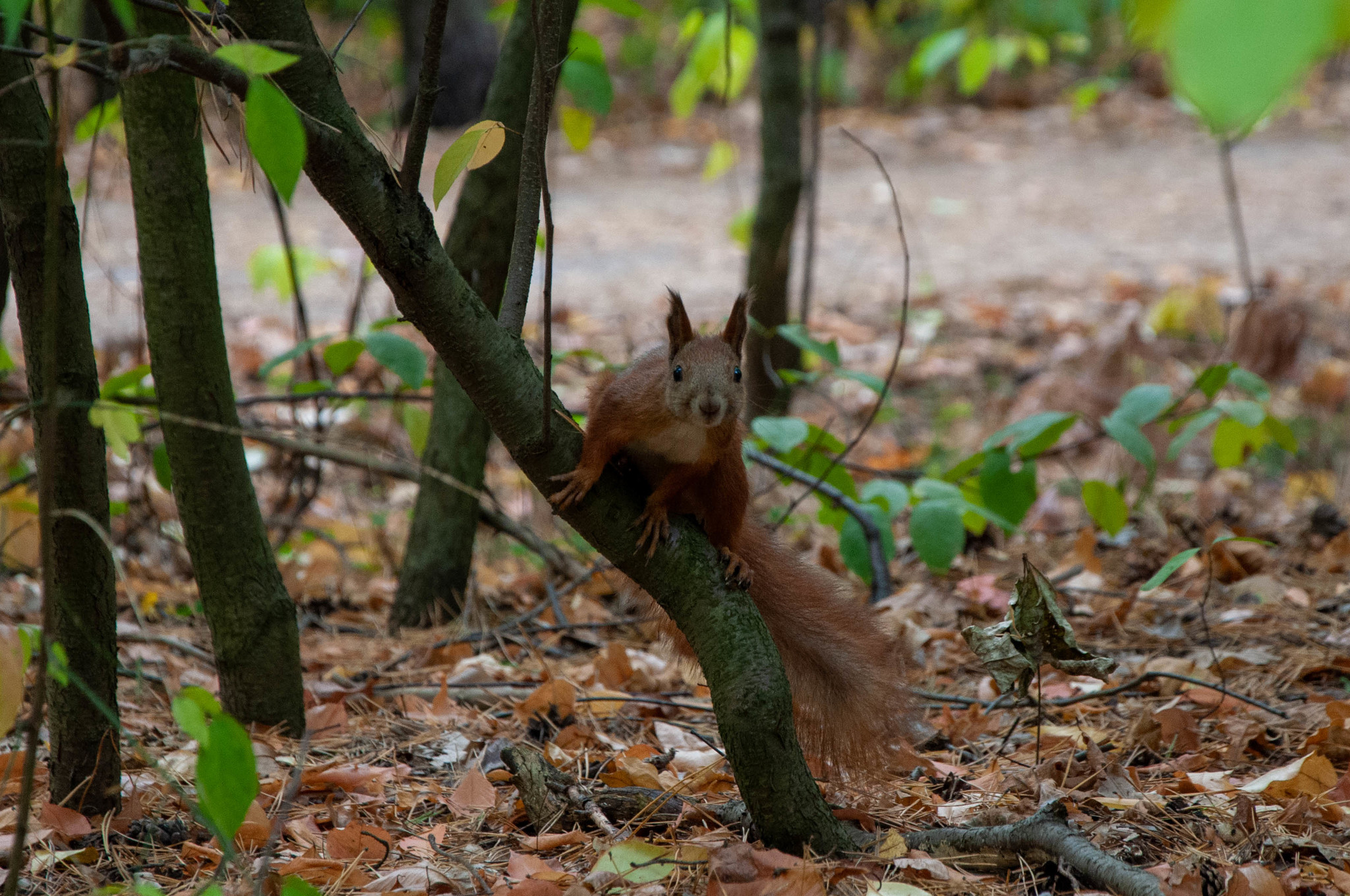 Protein in your feed - My, Squirrel, The park, Longpost, The photo, PHOTOSESSION, Nature