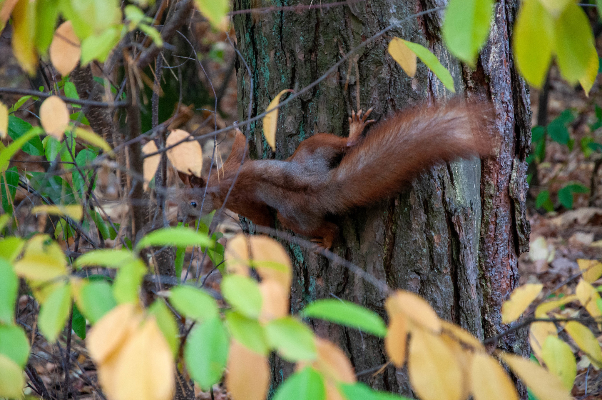 Protein in your feed - My, Squirrel, The park, Longpost, The photo, PHOTOSESSION, Nature