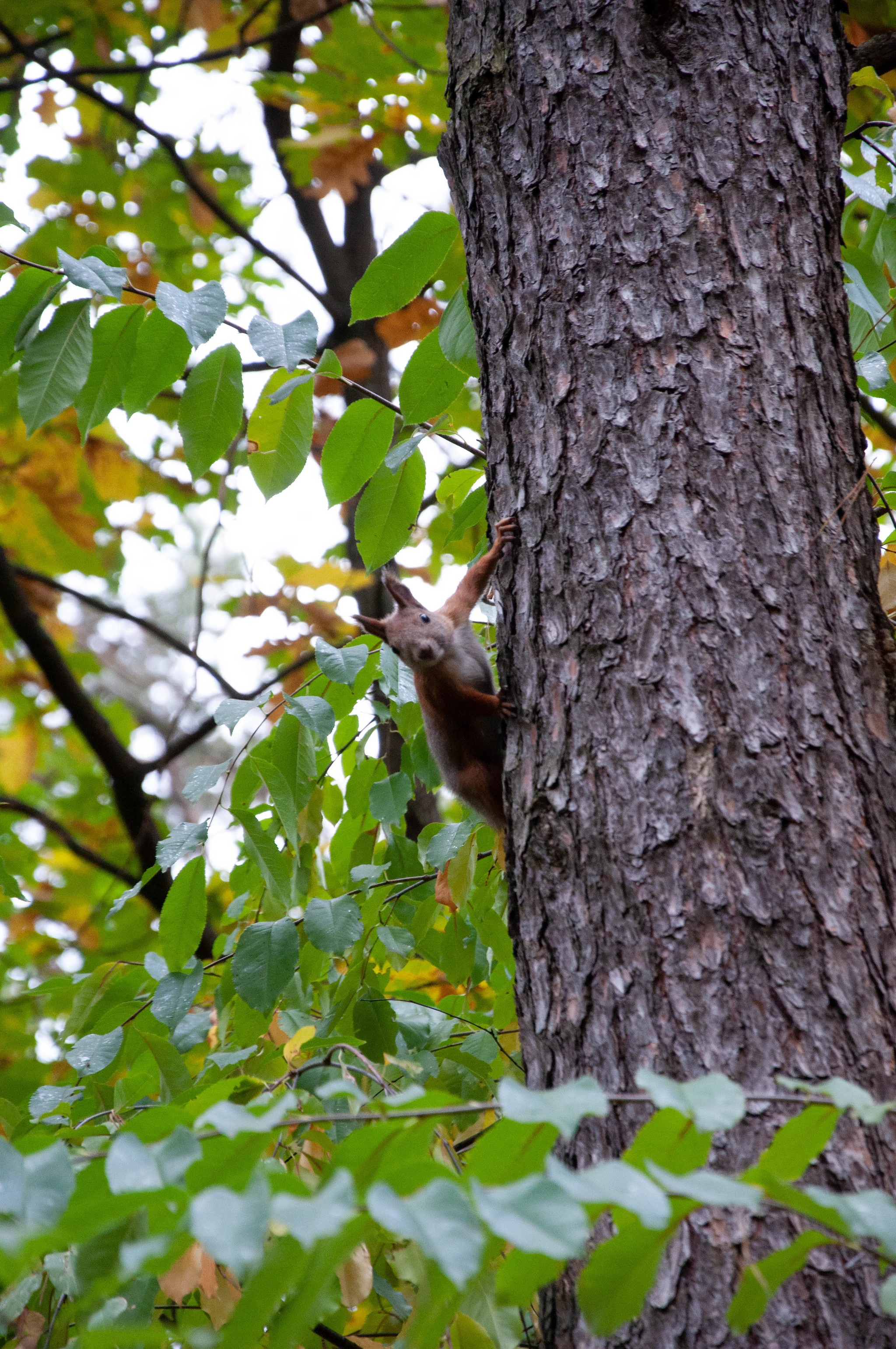 Protein in your feed - My, Squirrel, The park, Longpost, The photo, PHOTOSESSION, Nature