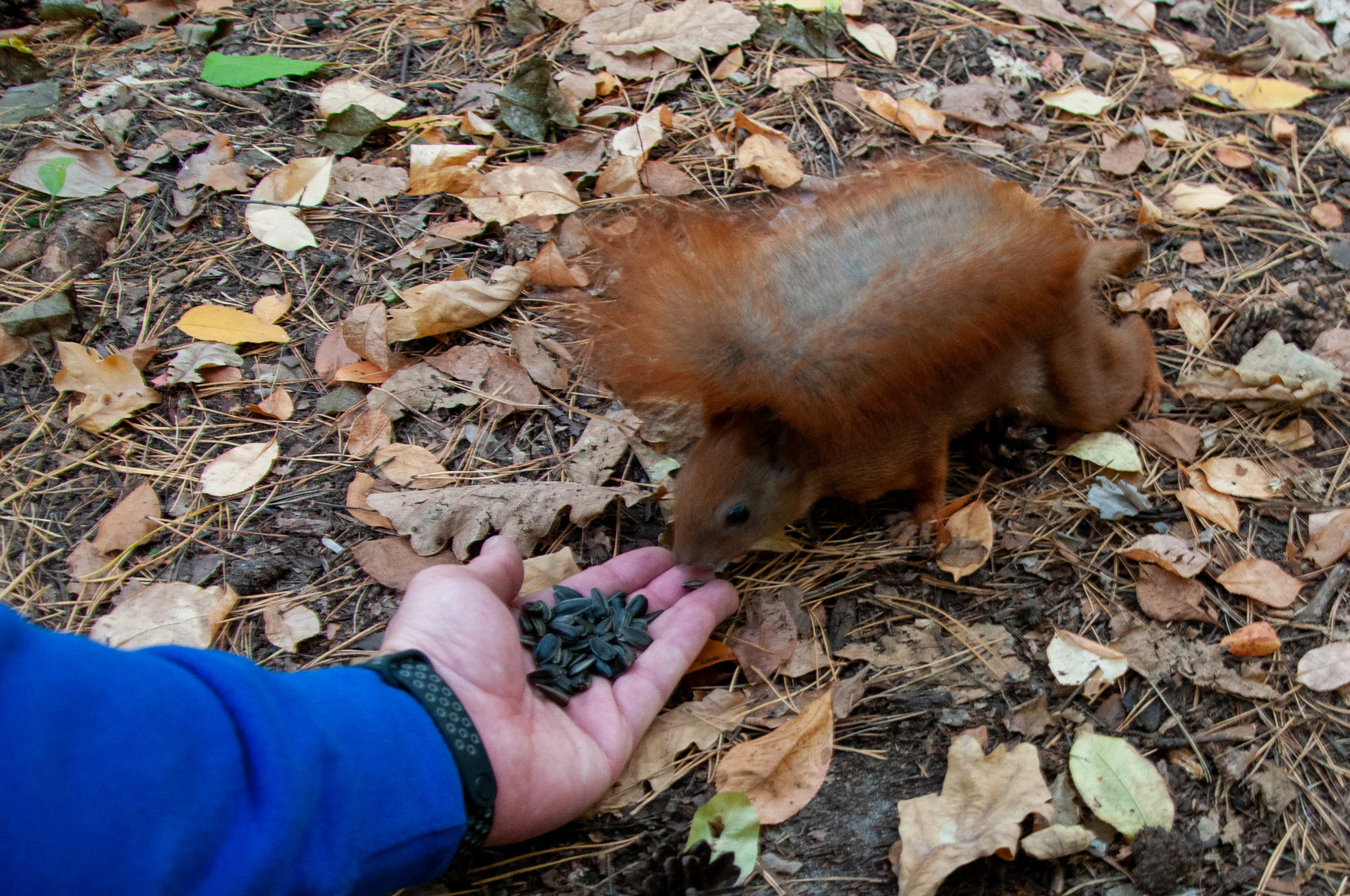 Protein in your feed - My, Squirrel, The park, Longpost, The photo, PHOTOSESSION, Nature