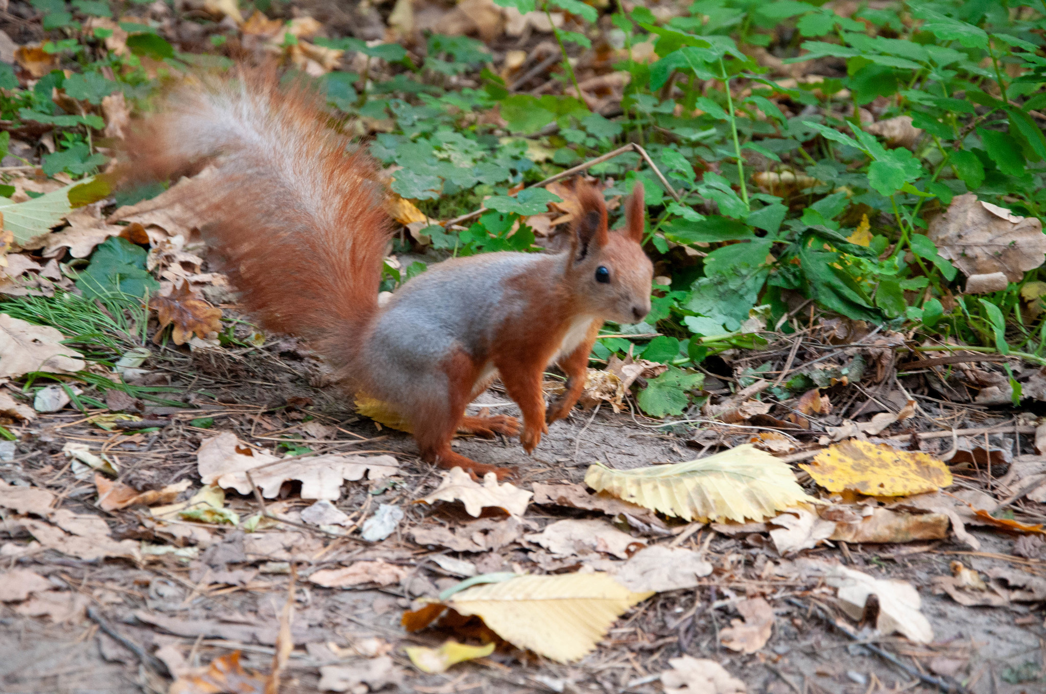 Protein in your feed - My, Squirrel, The park, Longpost, The photo, PHOTOSESSION, Nature