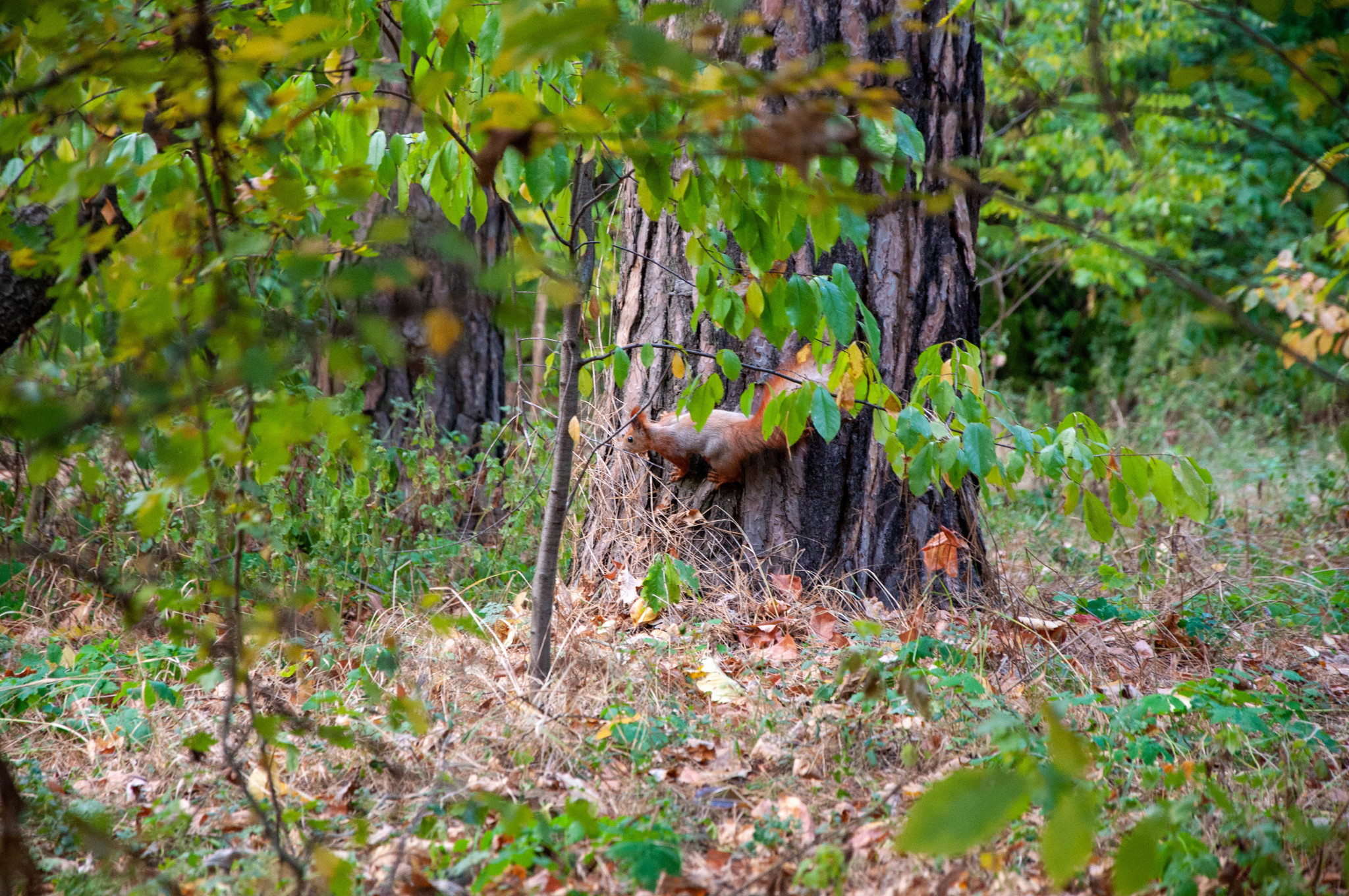 Protein in your feed - My, Squirrel, The park, Longpost, The photo, PHOTOSESSION, Nature