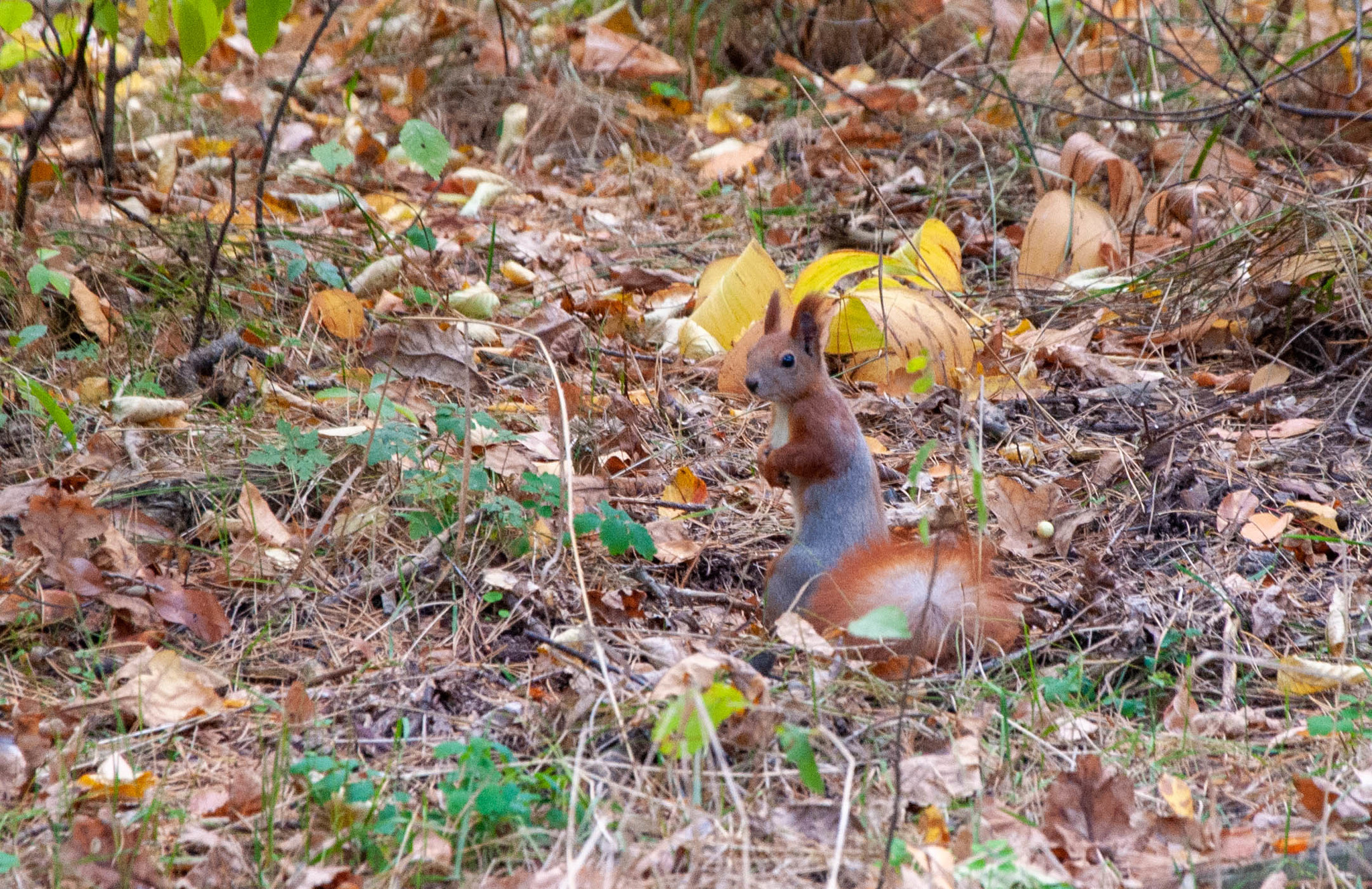 Protein in your feed - My, Squirrel, The park, Longpost, The photo, PHOTOSESSION, Nature