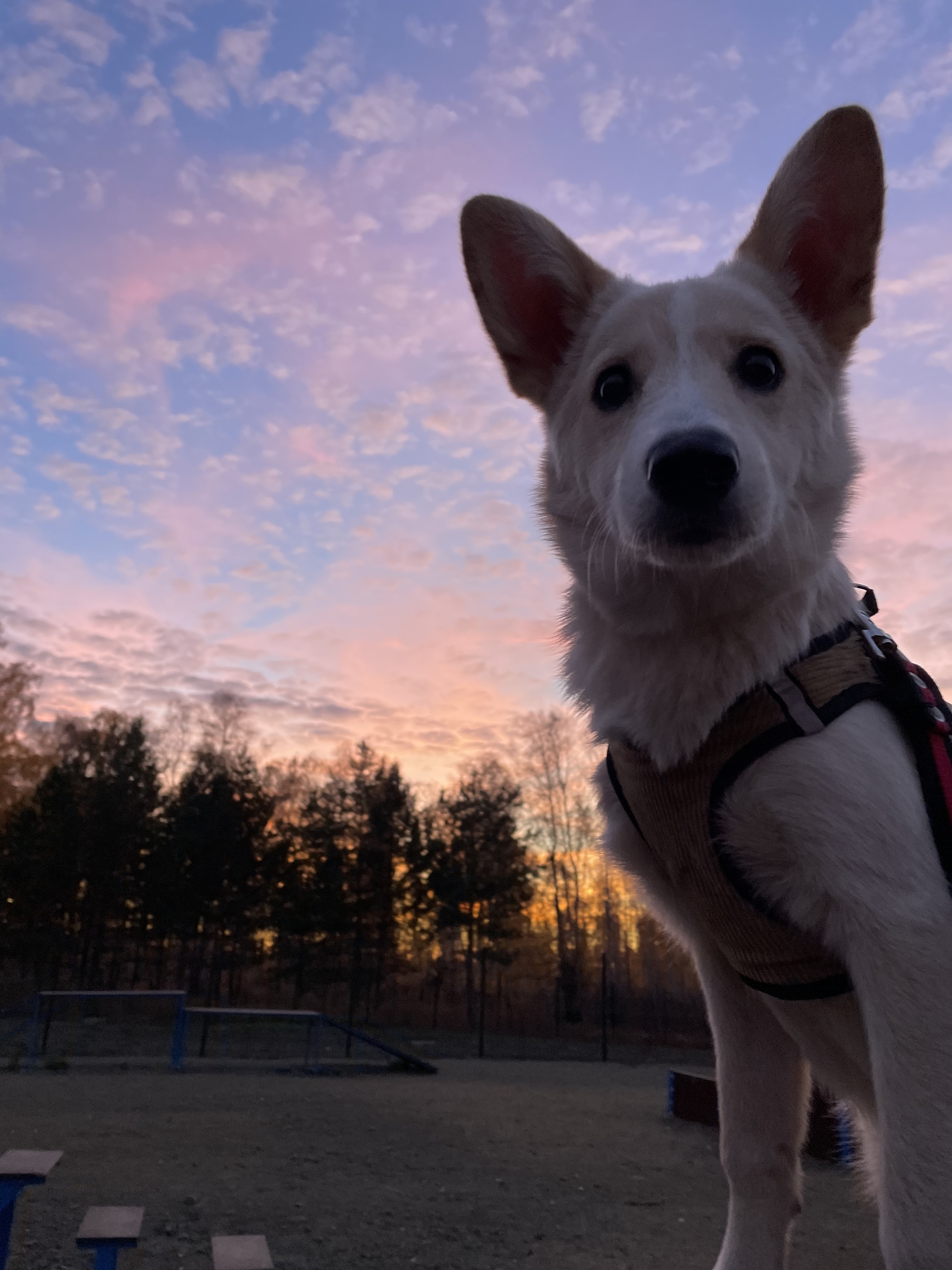 Catching autumn sunsets - My, Sunset, Autumn, Dog, Longpost