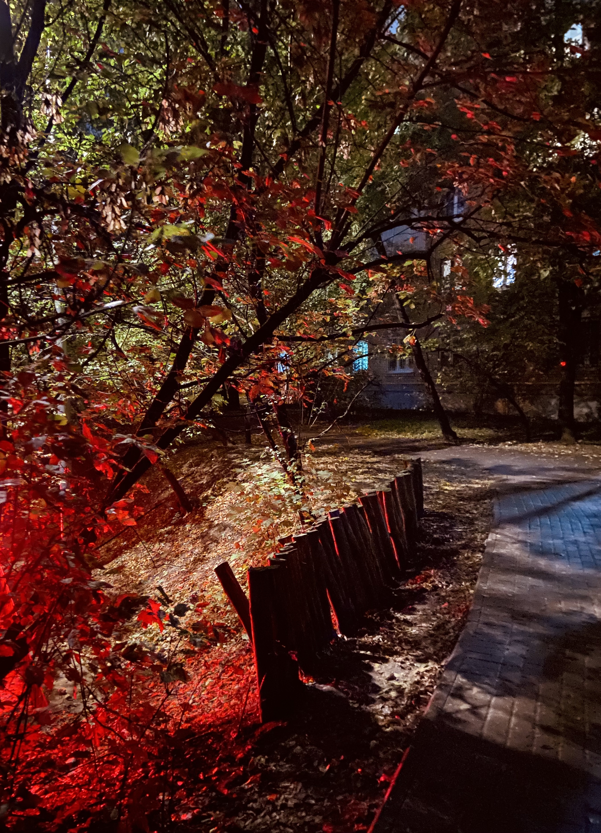 Entrance to the mysterious forest - My, Moscow, Oak Grove, The park, The photo, Mobile photography, Autumn, Evening