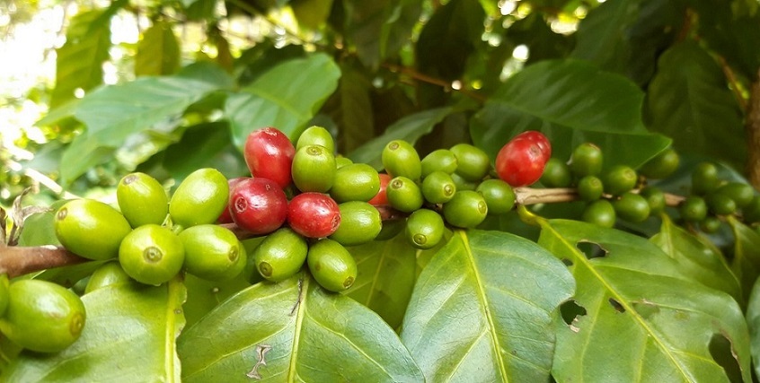 Природные наркотики и их применение Пикабу