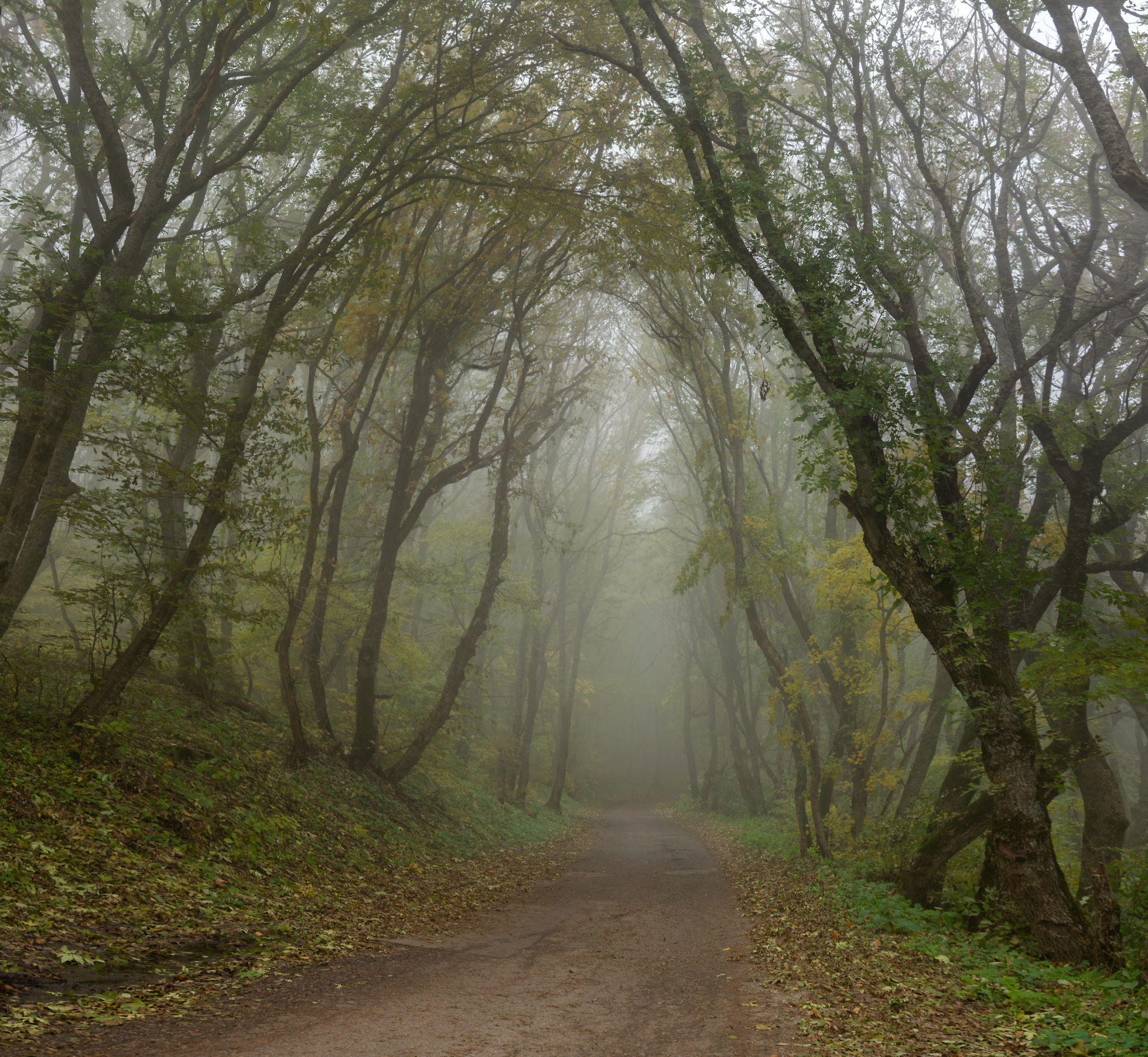 Road to the misty forest - My, Forest, Fog, Beshtau, October, Landscape, Longpost