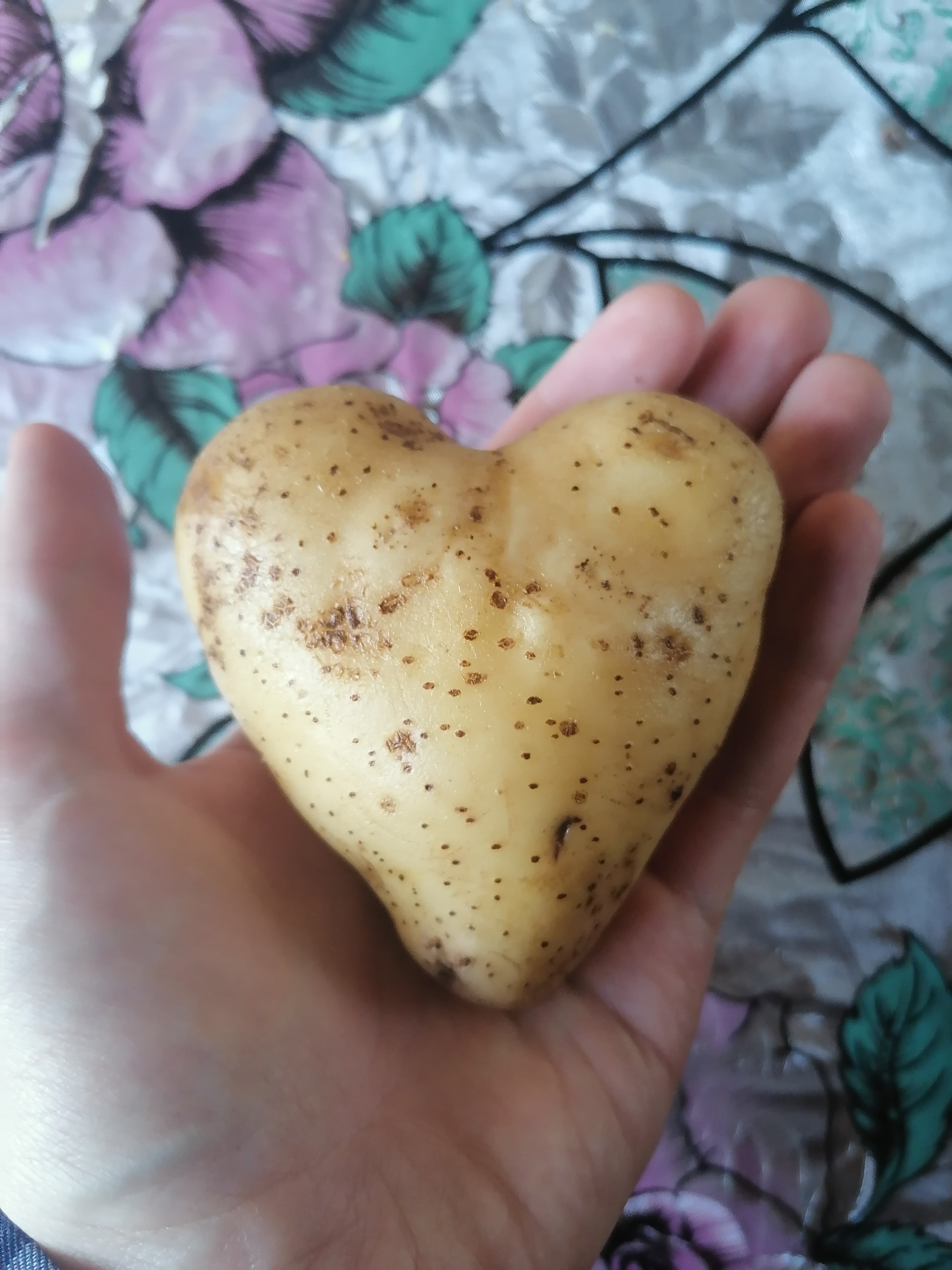 Are there Belarusian girls here? - My, Potato, Heart, Love, Republic of Belarus