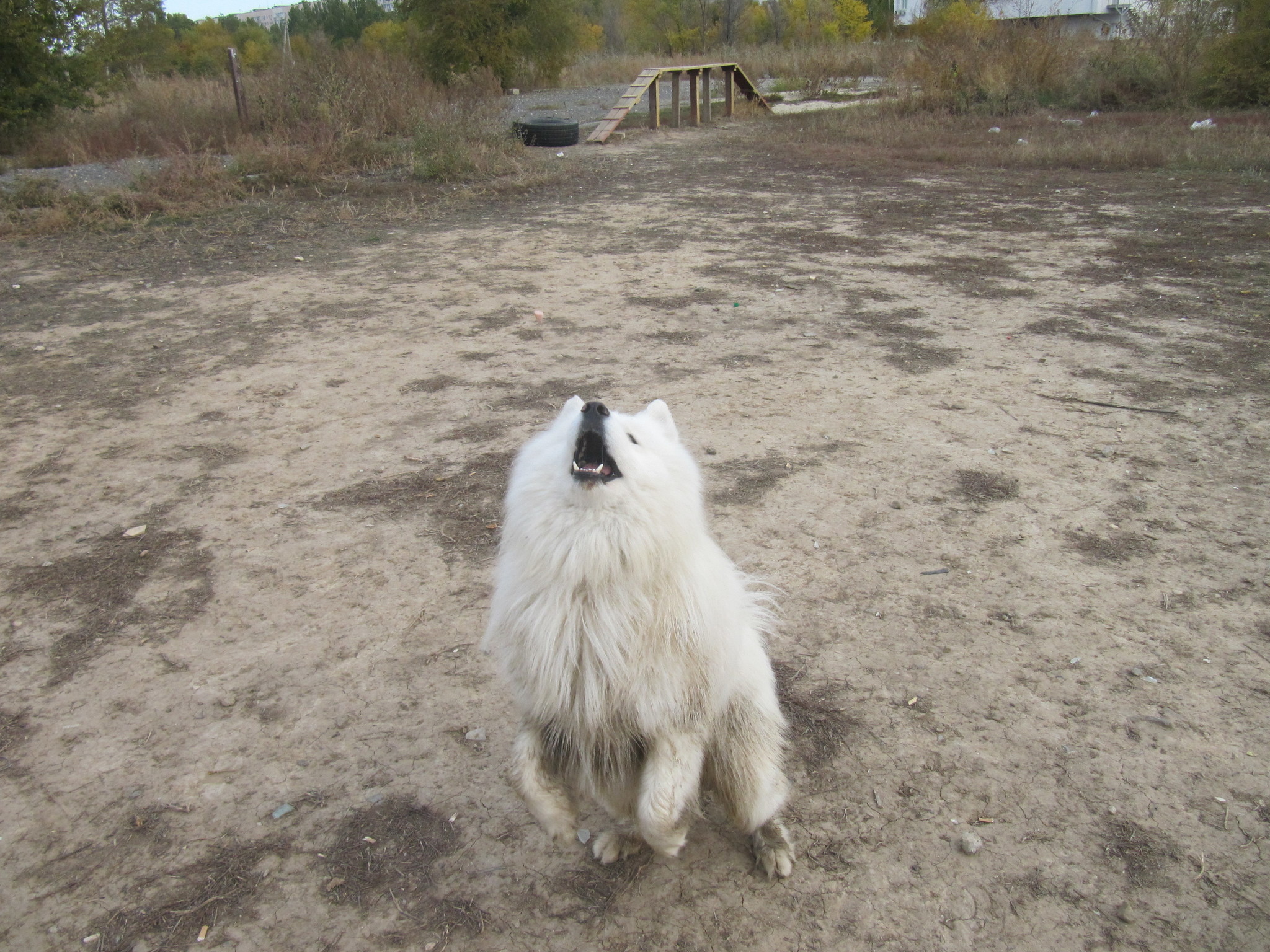 Samoyed catches a piece of sausage - My, Samoyed, Dog, Volzhsky, Dog North, The photo