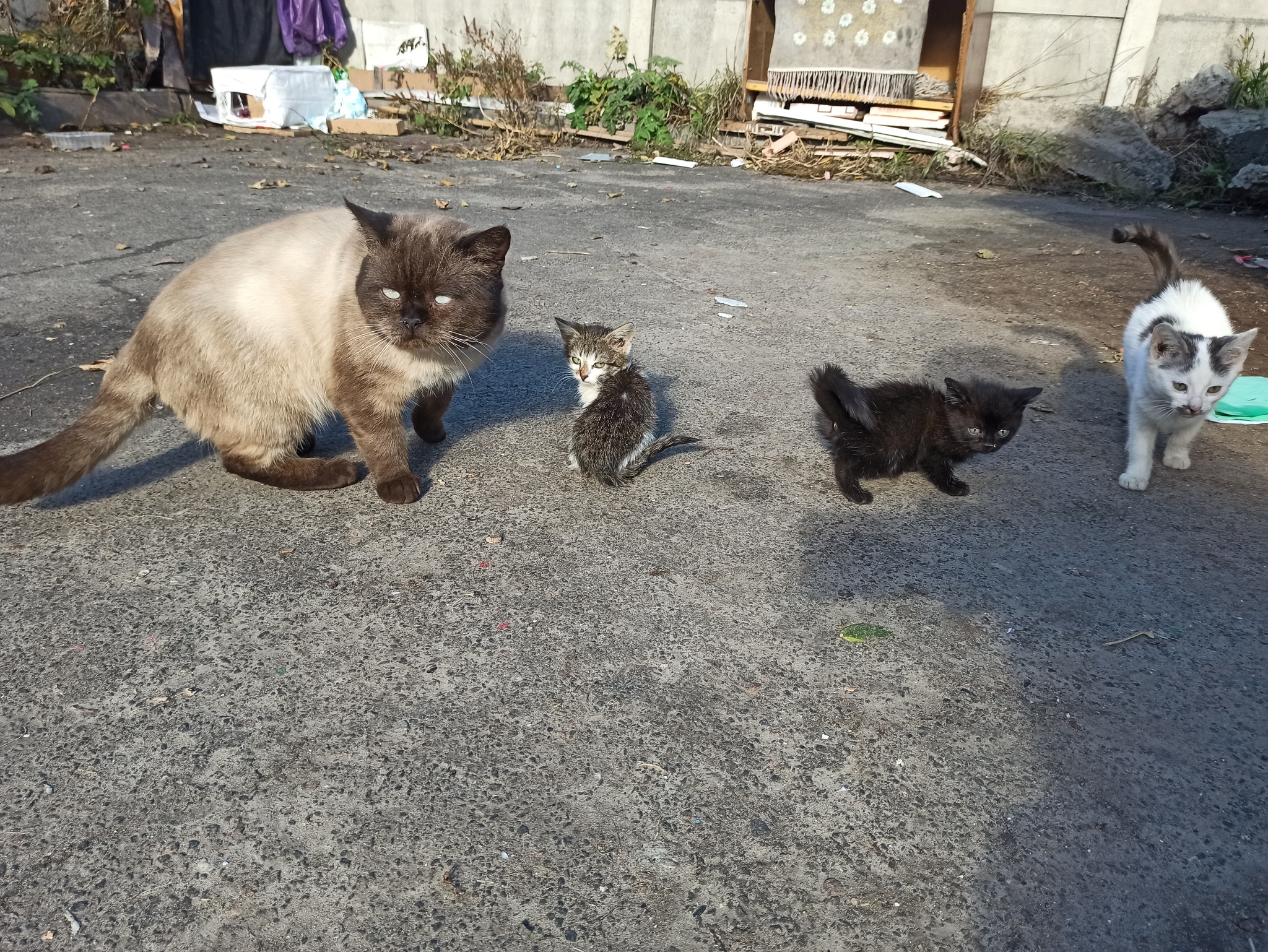 Gang is a family business - My, cat, Kittens