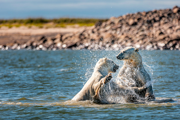 Stop splashing! - Polar bear, Predatory animals, Wild animals, Canada, Arctic Ocean, Interesting, The Bears, Manitoba, Longpost