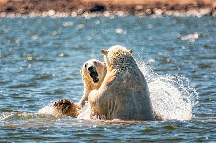 Stop splashing! - Polar bear, Predatory animals, Wild animals, Canada, Arctic Ocean, Interesting, The Bears, Manitoba, Longpost