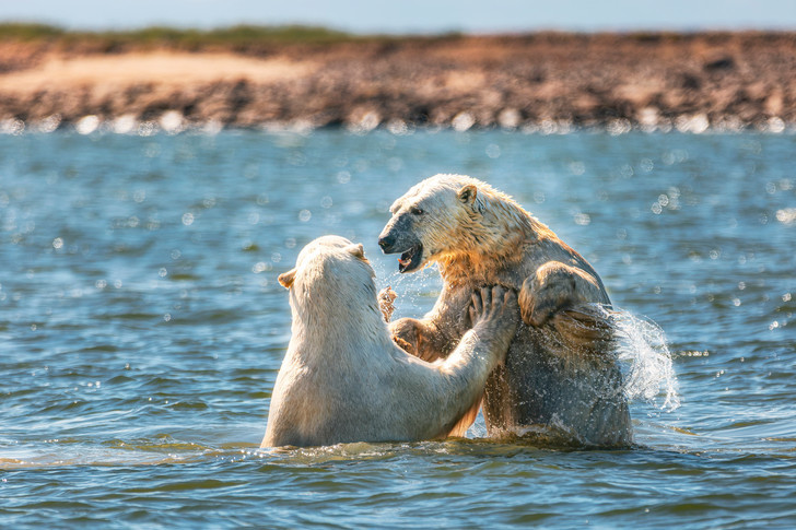 Stop splashing! - Polar bear, Predatory animals, Wild animals, Canada, Arctic Ocean, Interesting, The Bears, Manitoba, Longpost