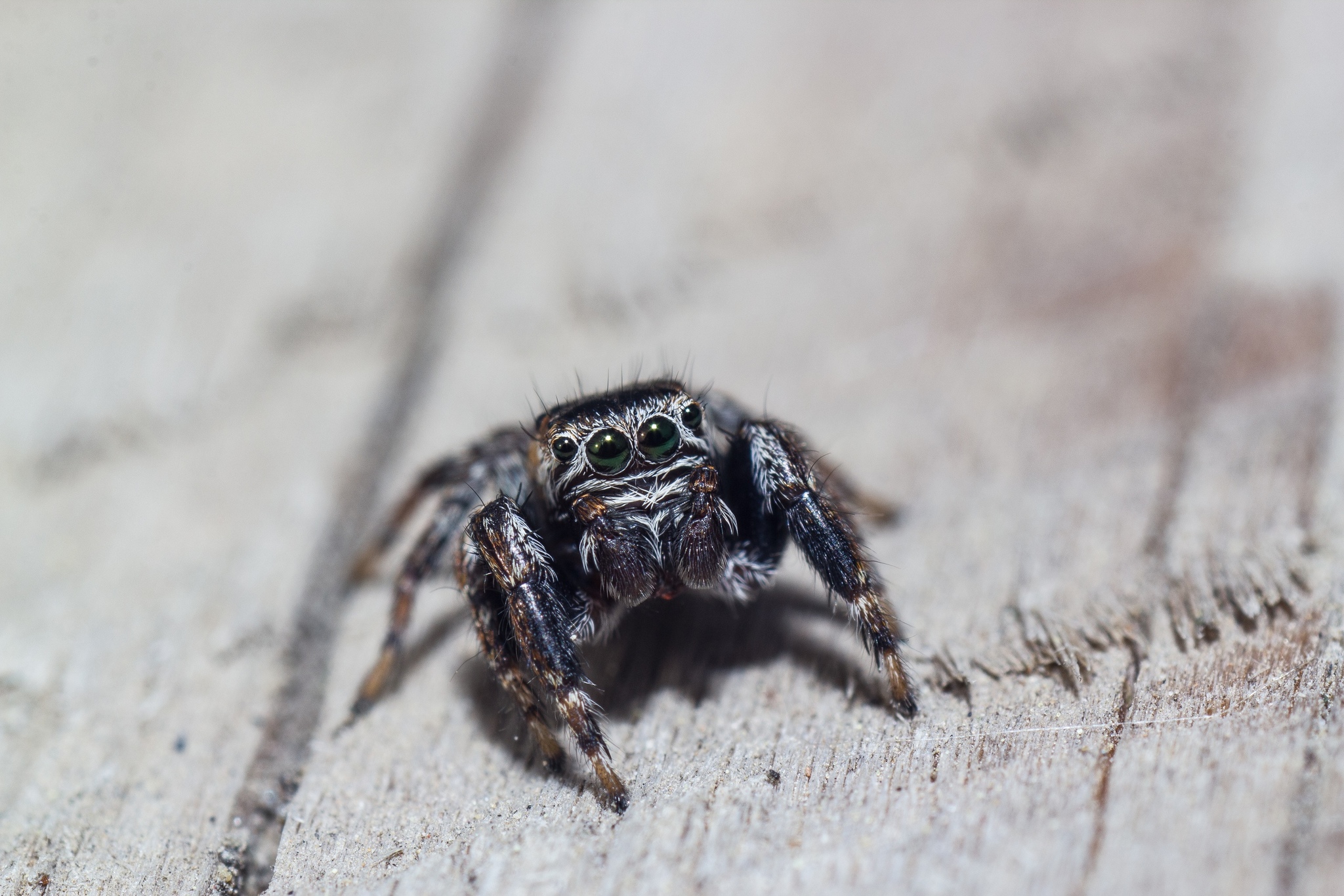 Not an arachnologist, so I can’t determine, but he’s definitely handsome, that’s a fact) - Macro photography, Canon, Spider, Jumping spider