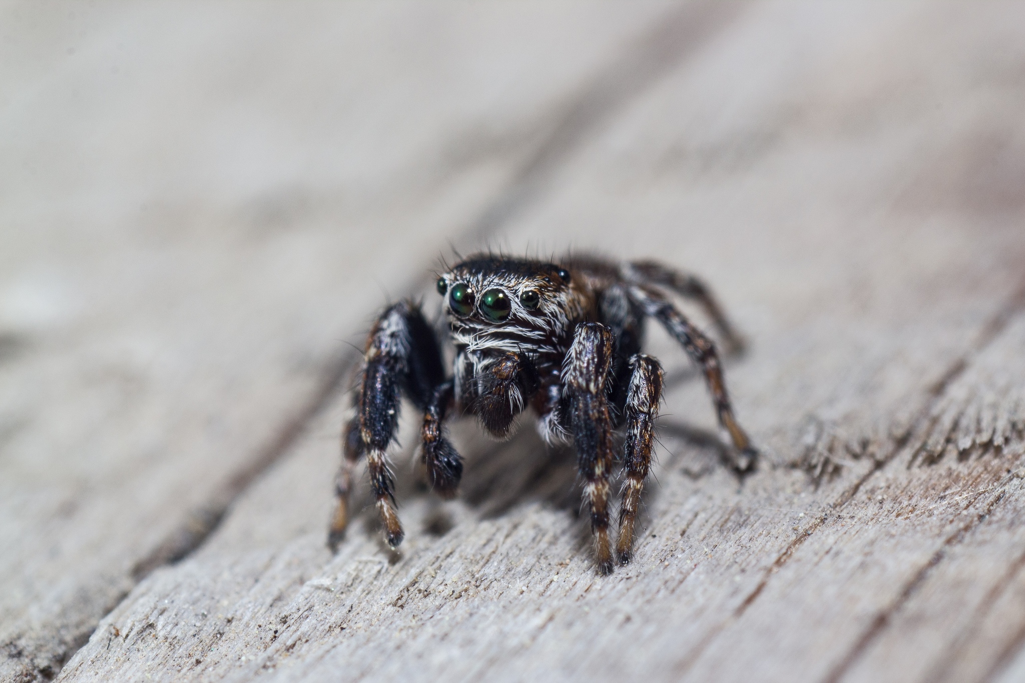 Not an arachnologist, so I can’t determine, but he’s definitely handsome, that’s a fact) - Macro photography, Canon, Spider, Jumping spider