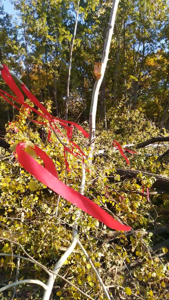 В Волго-Ахтубинской пойме птицам предрешено стать бездомными - Волгоград, Экоград, Экология, Природа, Длиннопост, Видео