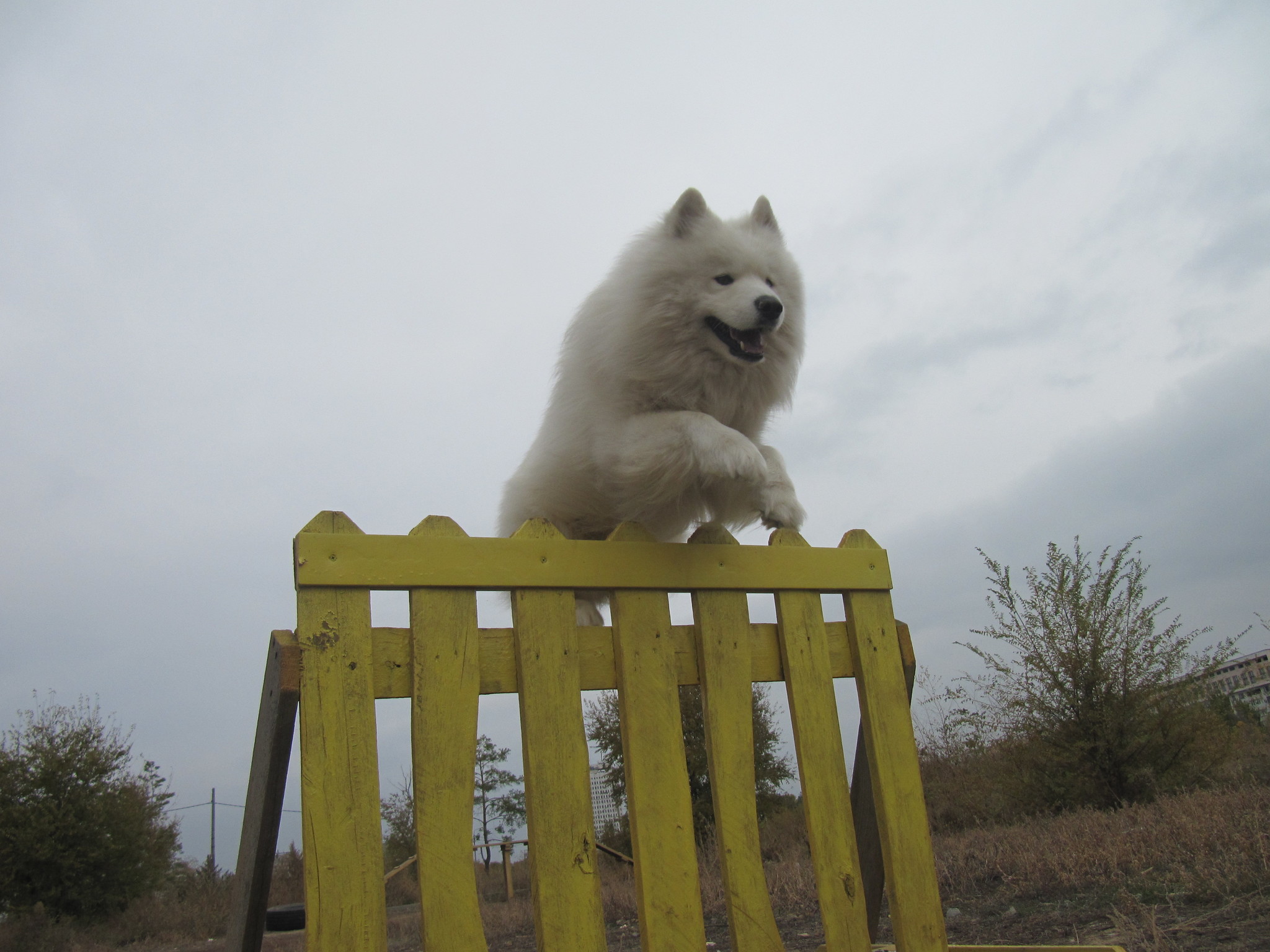 Barrier! - My, Samoyed, Dog, Volzhsky, Dog North, Bounce