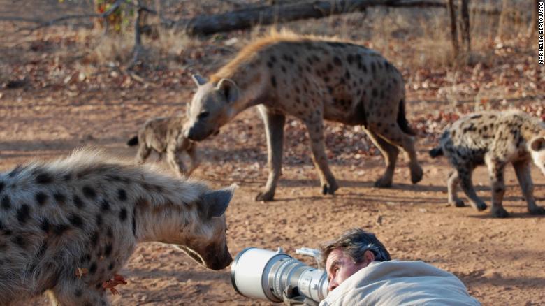 You can't shoot here! - Hyena, Spotted Hyena, Wild animals, The photo, Photographer, South Africa, From the network