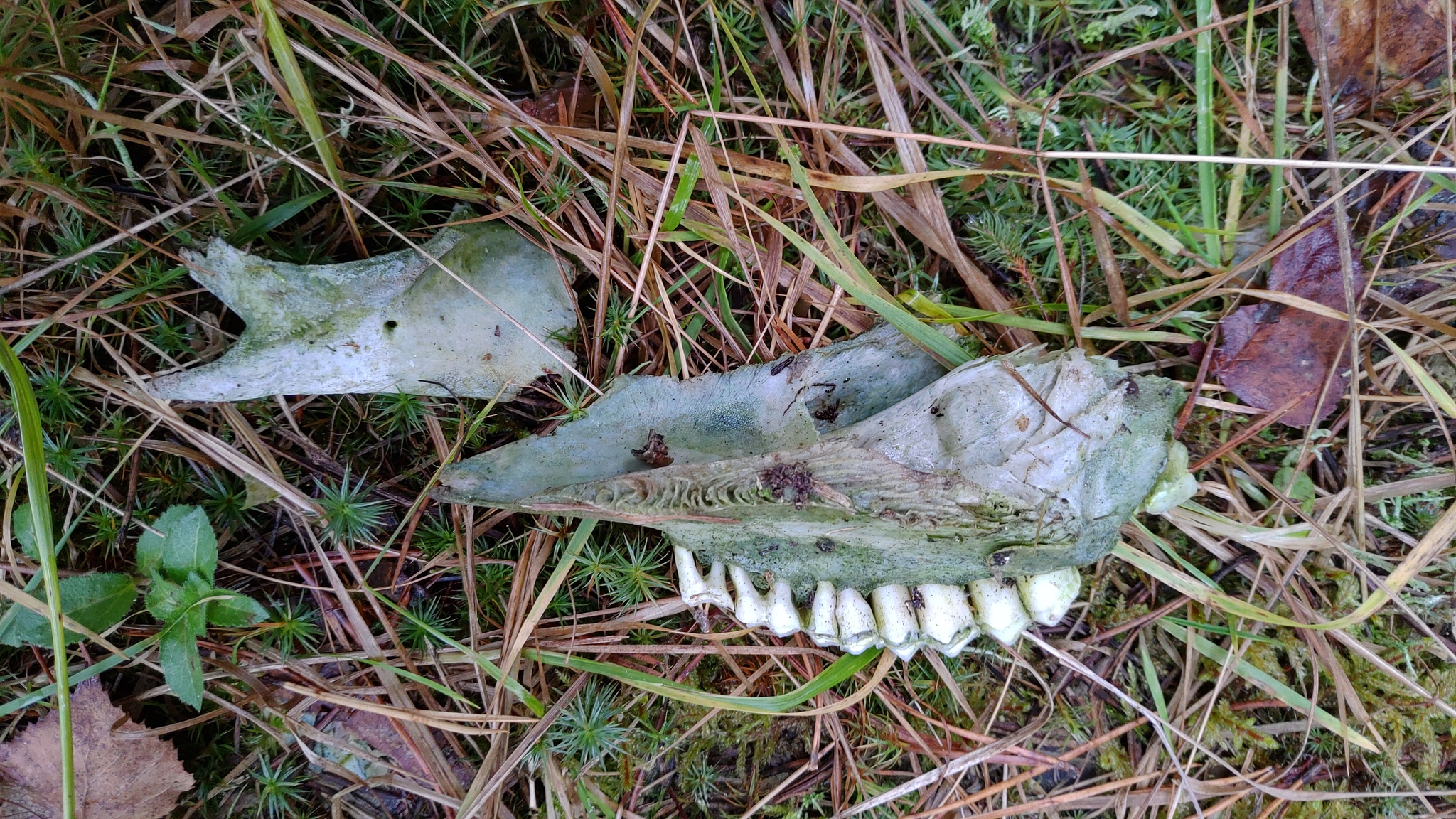 Help identify animal by bone - My, Bones, Animals, Jaw, Teeth