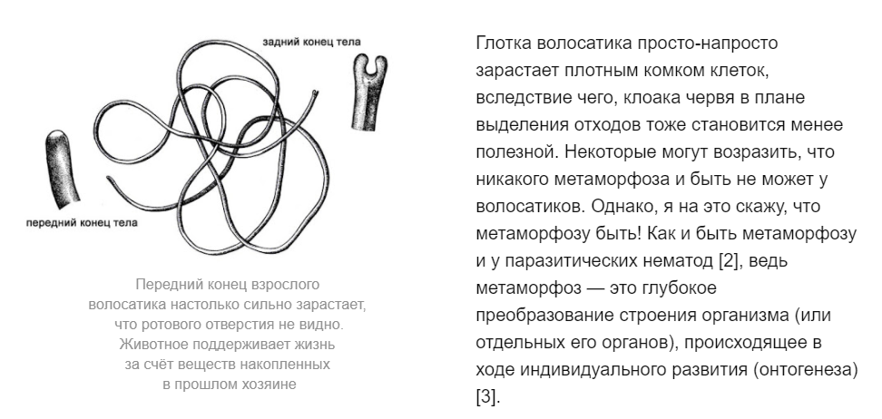 Страшные волосатики, или посмертный кошмар кузнечика - Моё, Волосатость, Нематоды, Круглые черви, Биология, Паразиты, Видео, Длиннопост