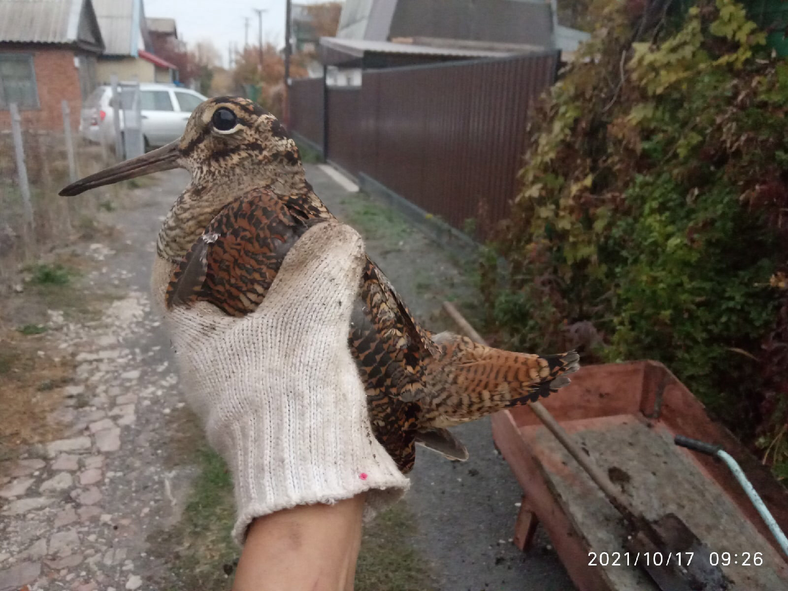 Woodcock in Saratov - My, Woodcock, Birds, Ornithology, Longpost