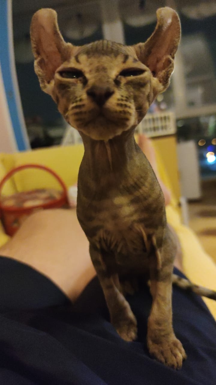 Dear connoisseurs of bald pussies, Help to recognize!?!? - My, Don Sphynx, Elves, Kittens, Longpost, cat