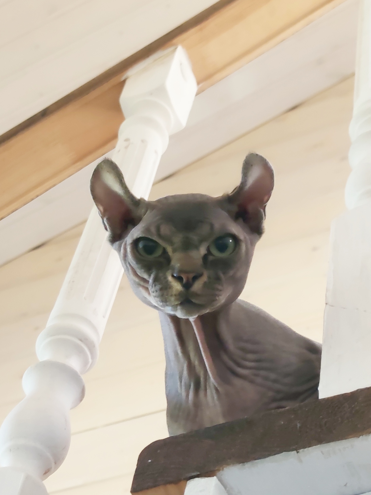 Dear connoisseurs of bald pussies, Help to recognize!?!? - My, Don Sphynx, Elves, Kittens, Longpost, cat