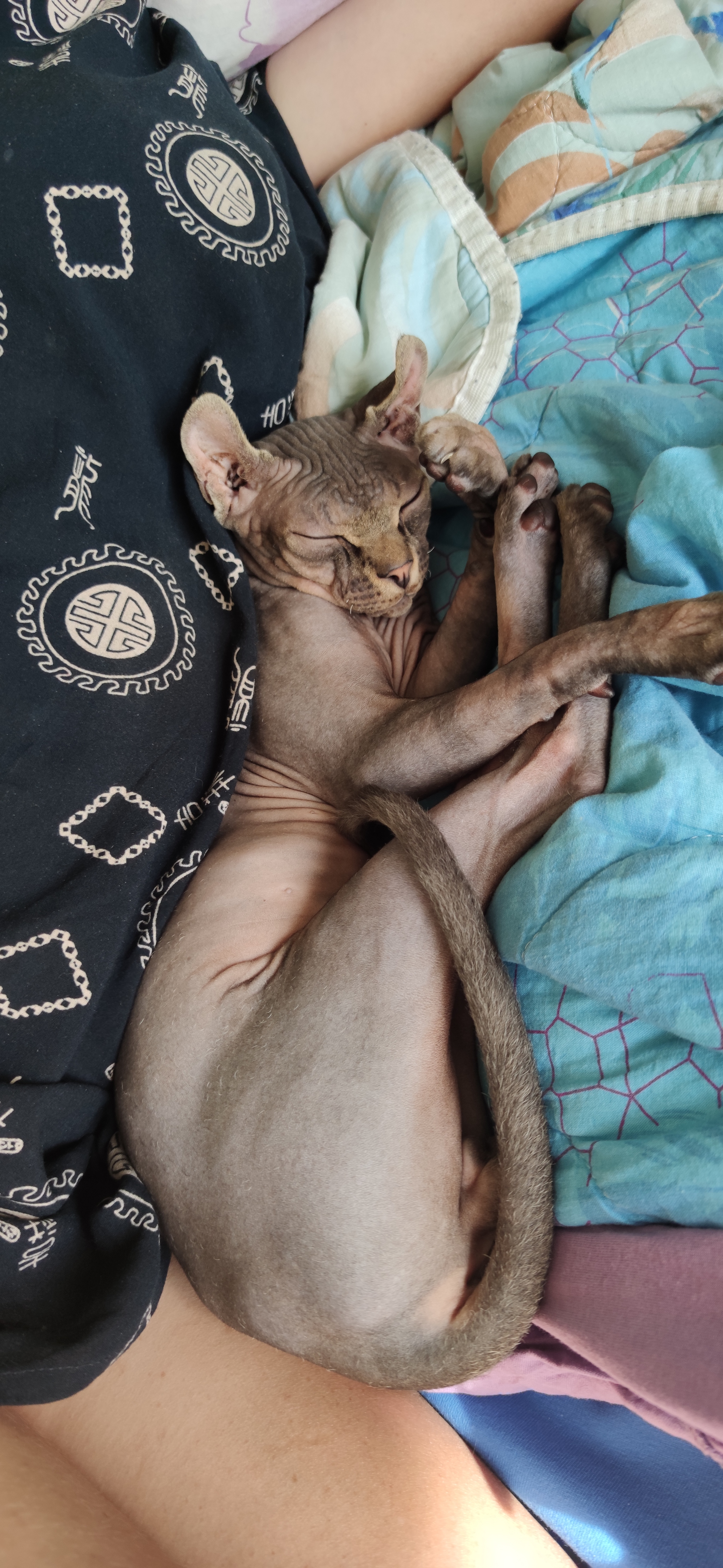 Dear connoisseurs of bald pussies, Help to recognize!?!? - My, Don Sphynx, Elves, Kittens, Longpost, cat