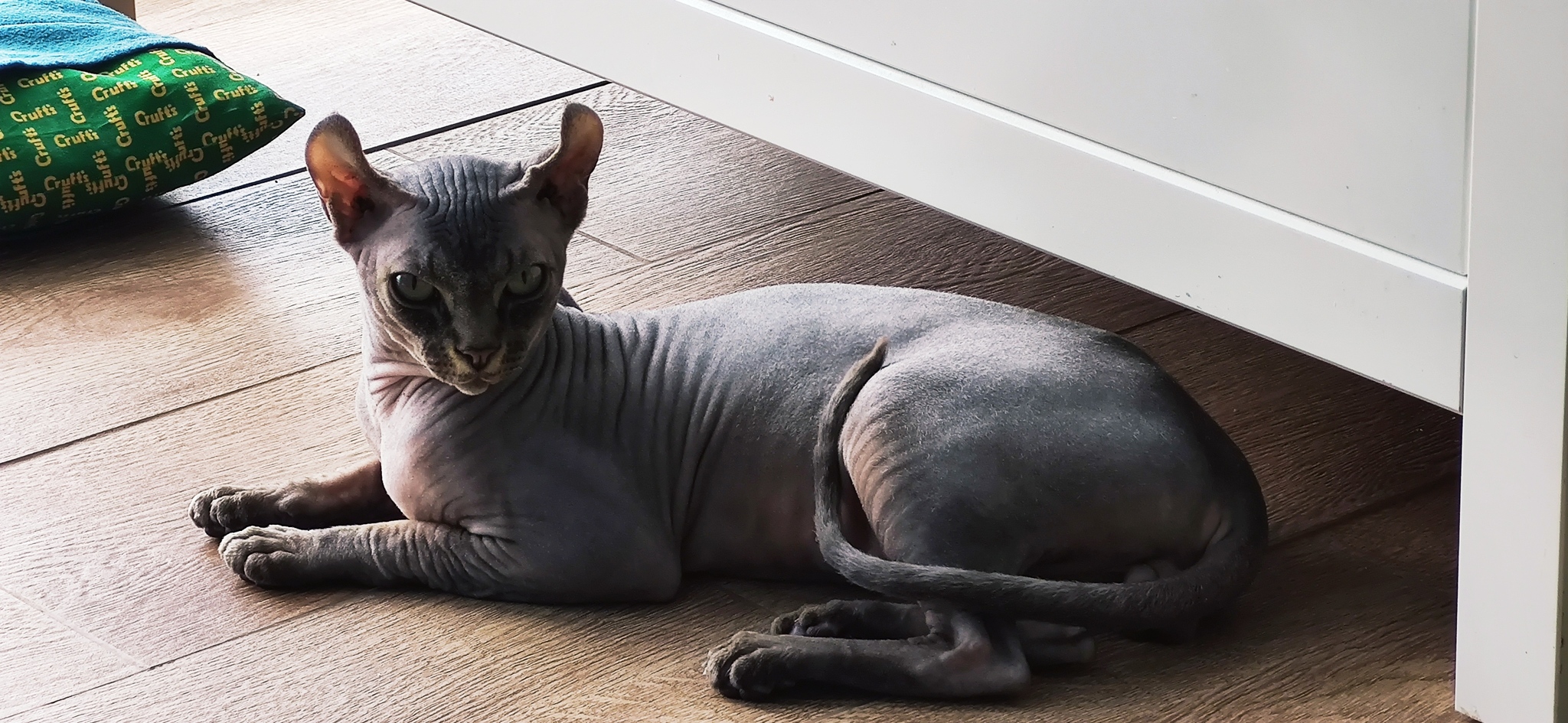 Dear connoisseurs of bald pussies, Help to recognize!?!? - My, Don Sphynx, Elves, Kittens, Longpost, cat