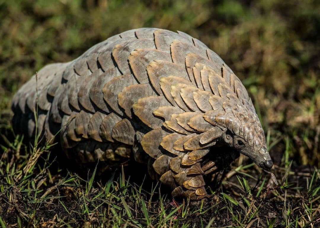 Like a bronze statue - Pangolin, Africa, Beautiful, The photo