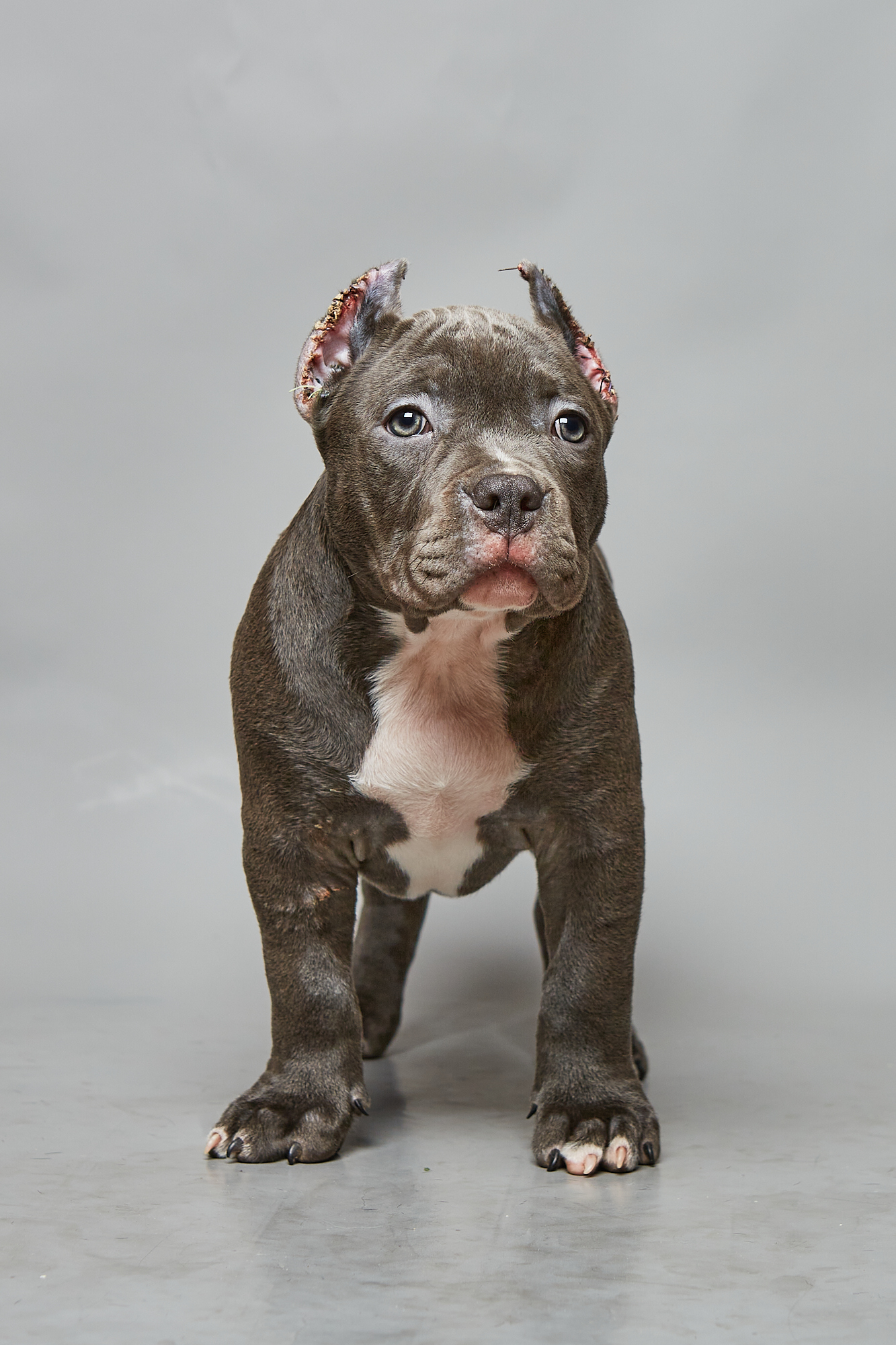 Insolent muzzles - Dog, Pets, American Bully, Puppies, Longpost