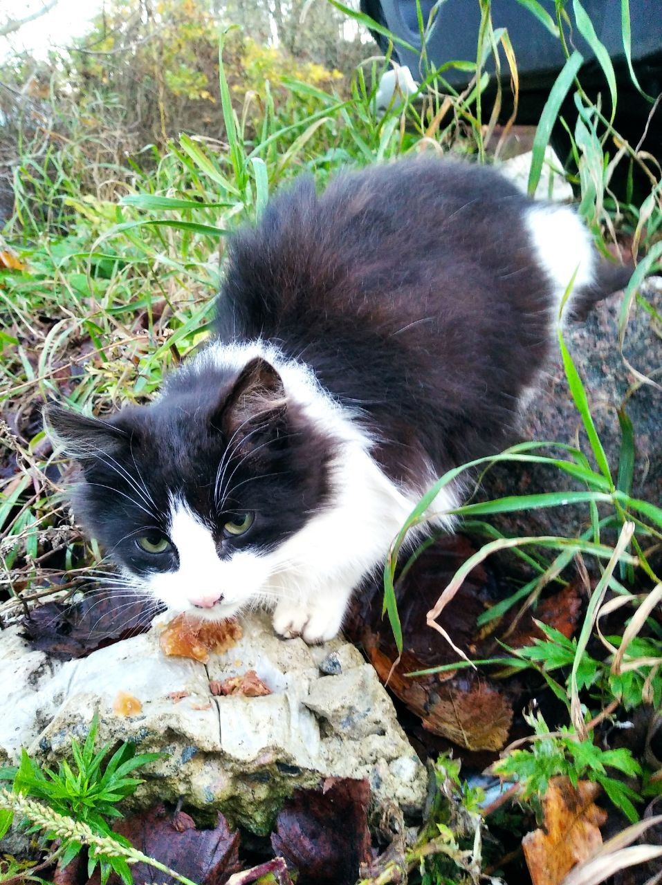 Котенок в добрые руки - Моё, Кот, Котята, Без рейтинга, В добрые руки, Санкт-Петербург, Ленинградская область, Доброта, Домашние животные