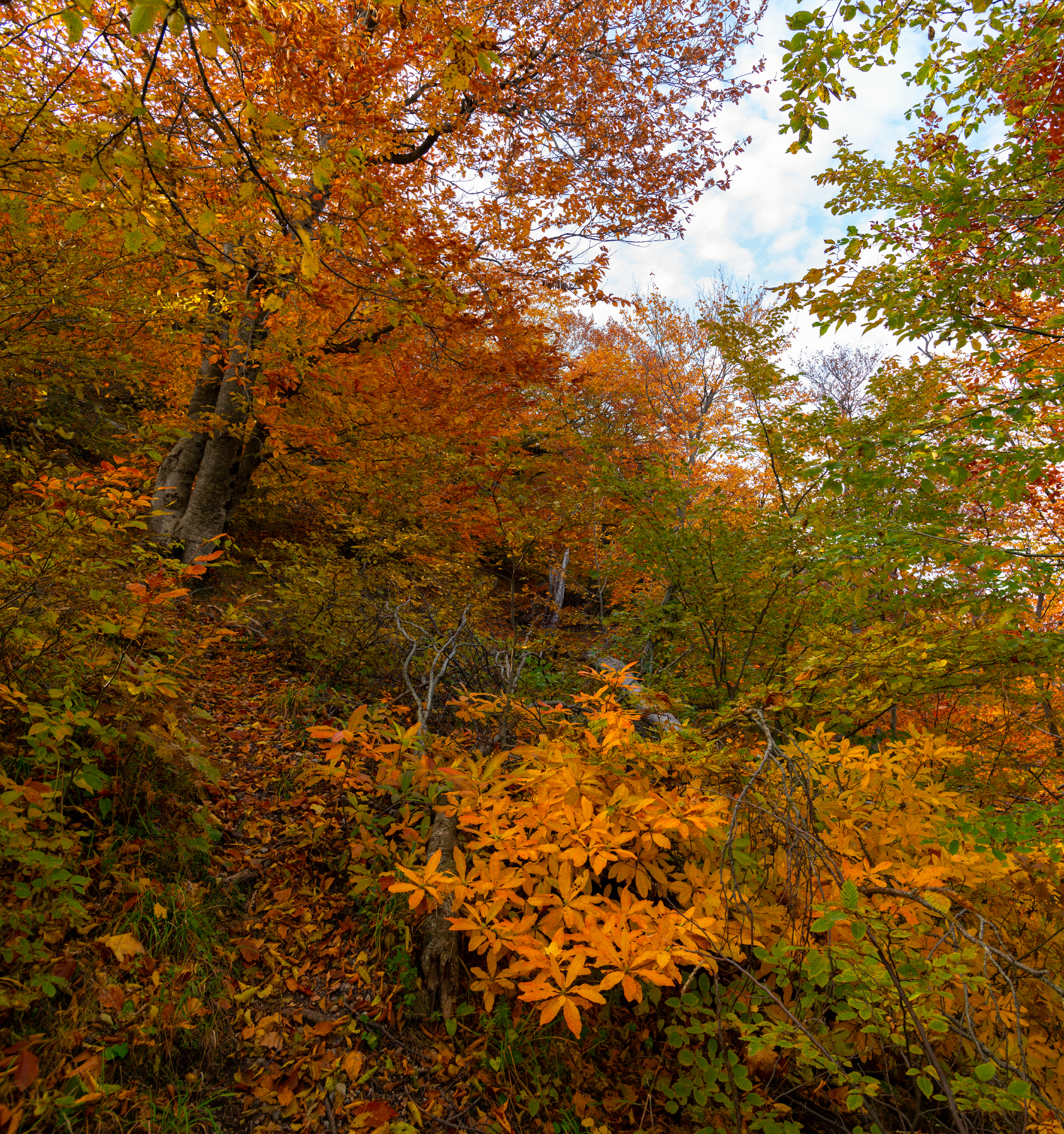 Бештау лес осень